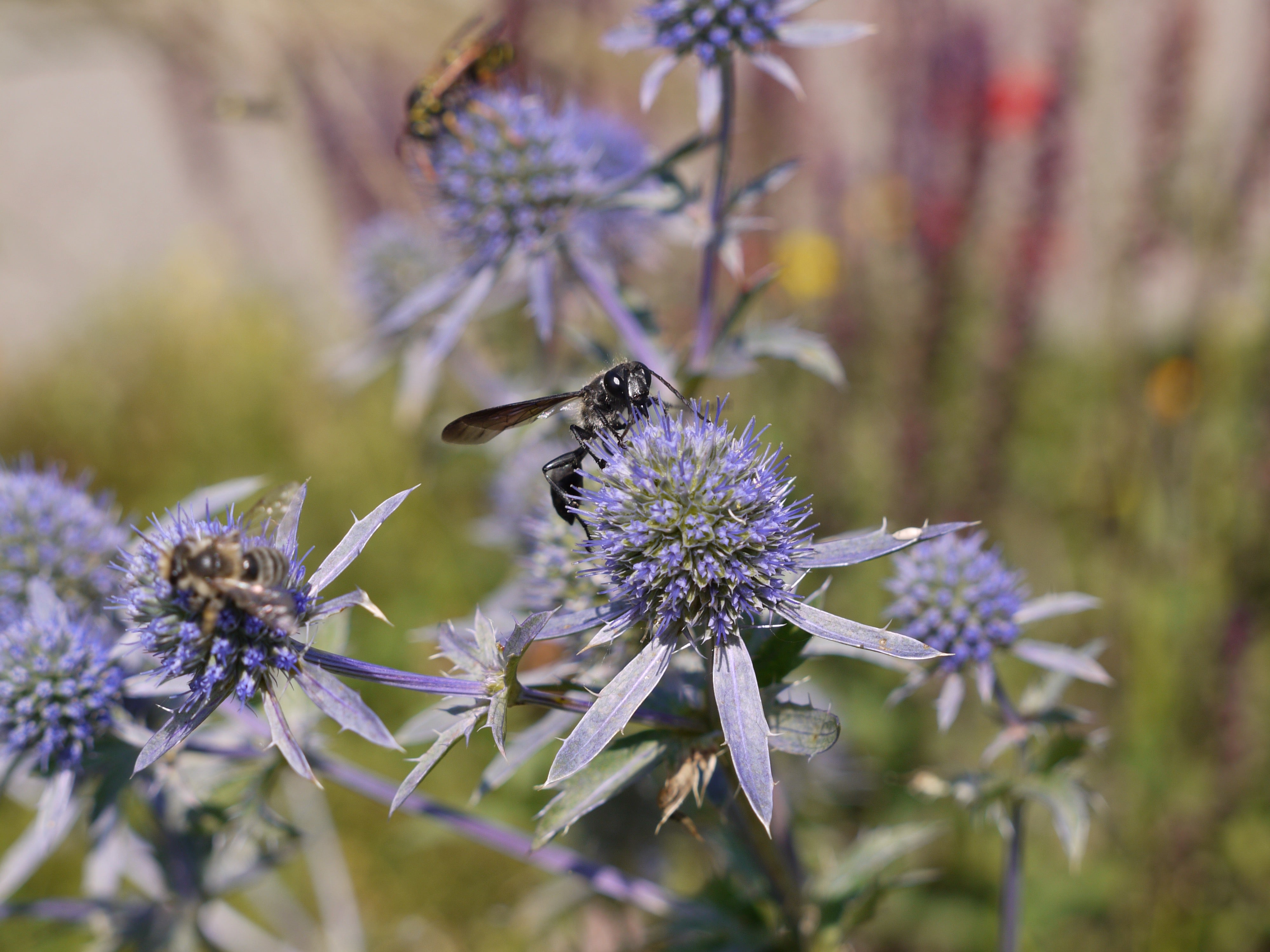 Panicaut bleu