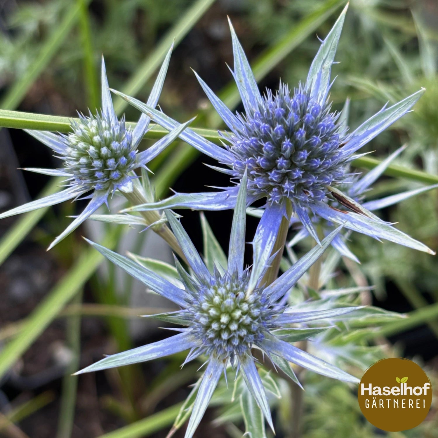 Panicaut bleu