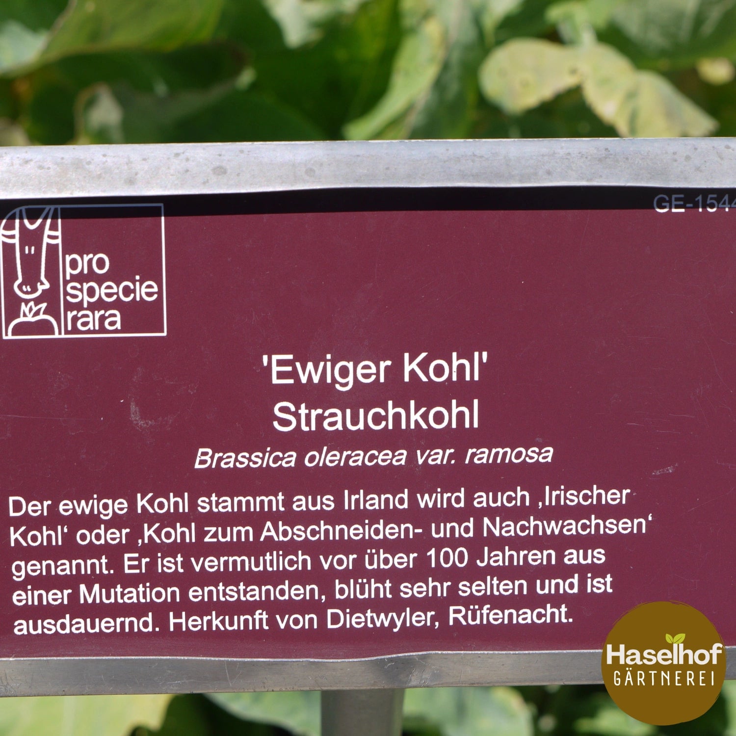 Chou vivace Brassica species
