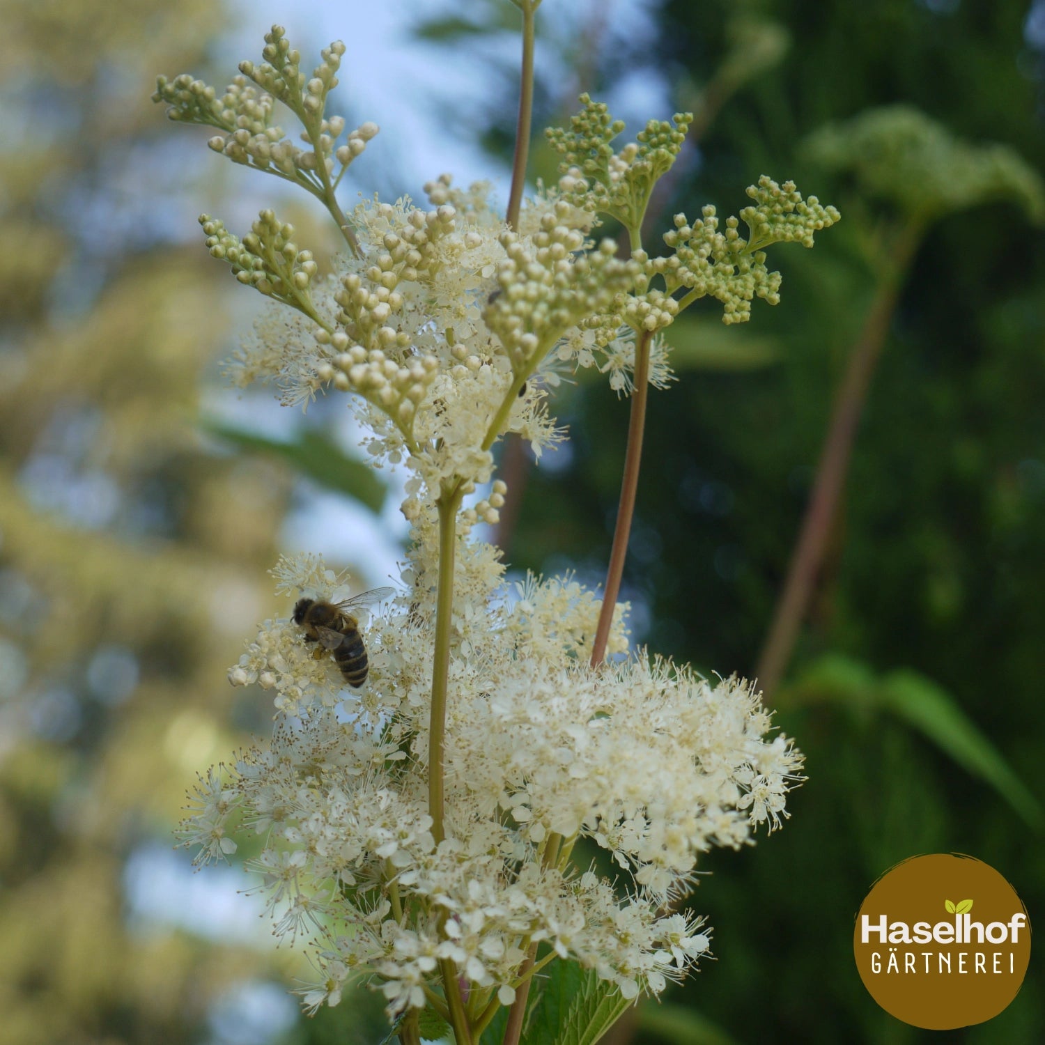 Filipendula ulmaria