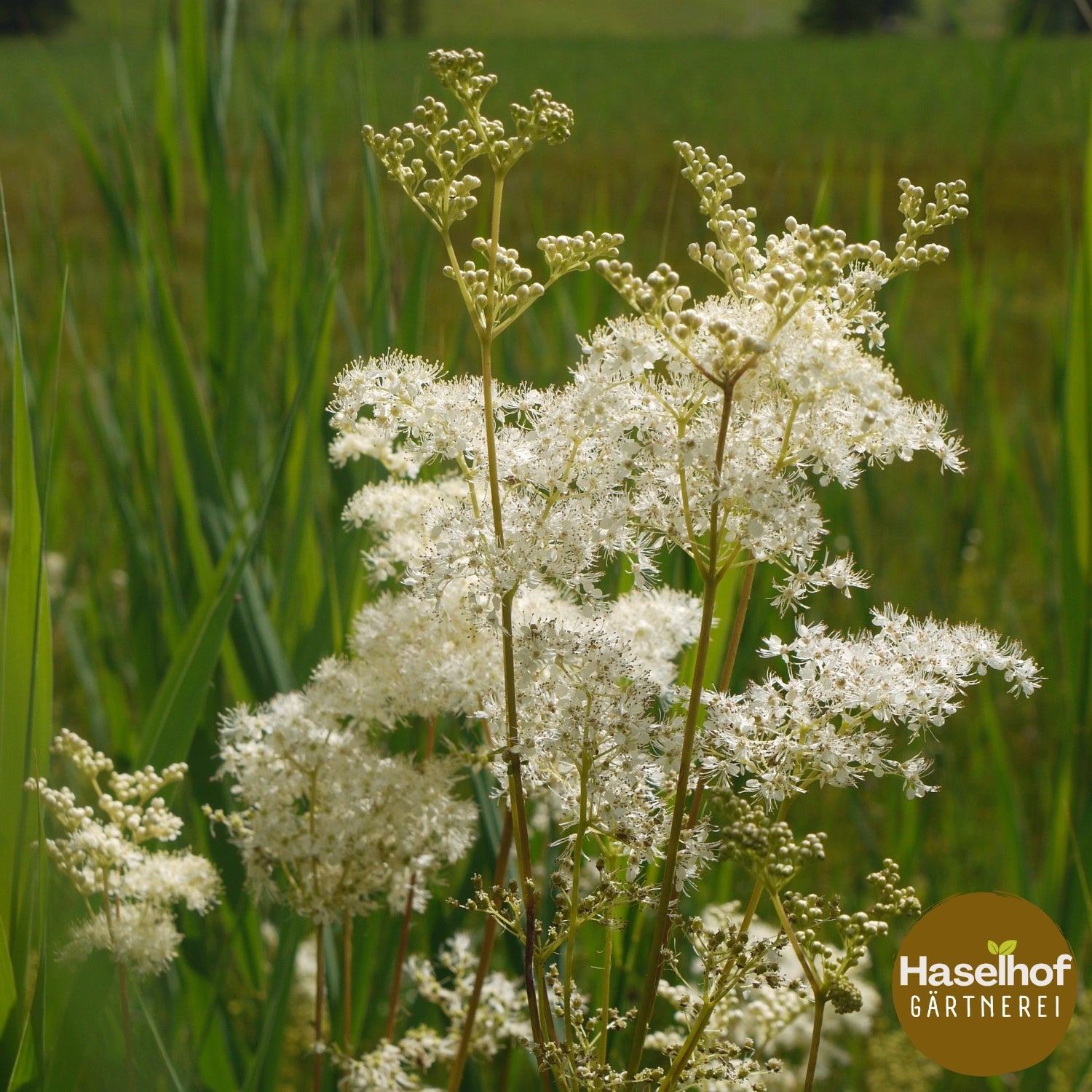 Filipendula ulmaria