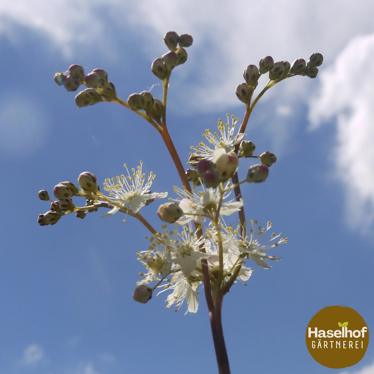 Filipendula vulgaris