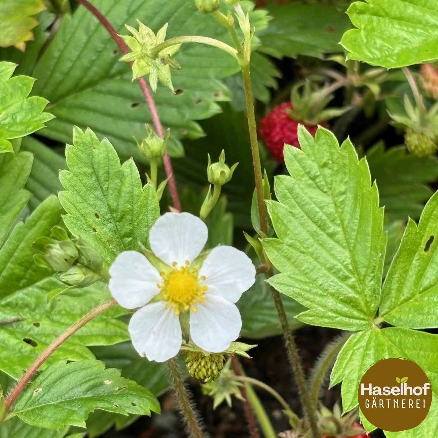 Fragaria vesca 'Alexandria'
