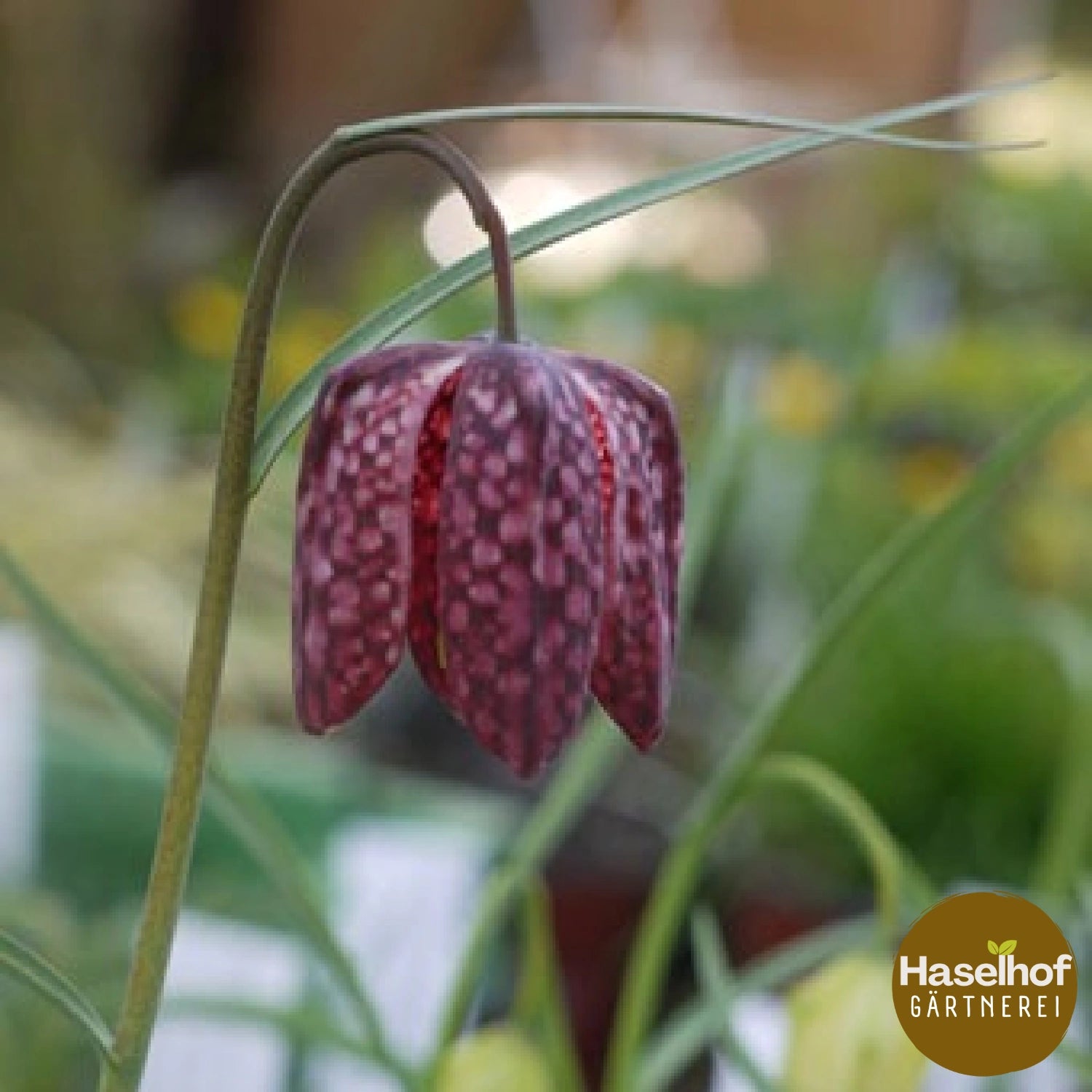 Fritillaria meleagris (forme de jardin)