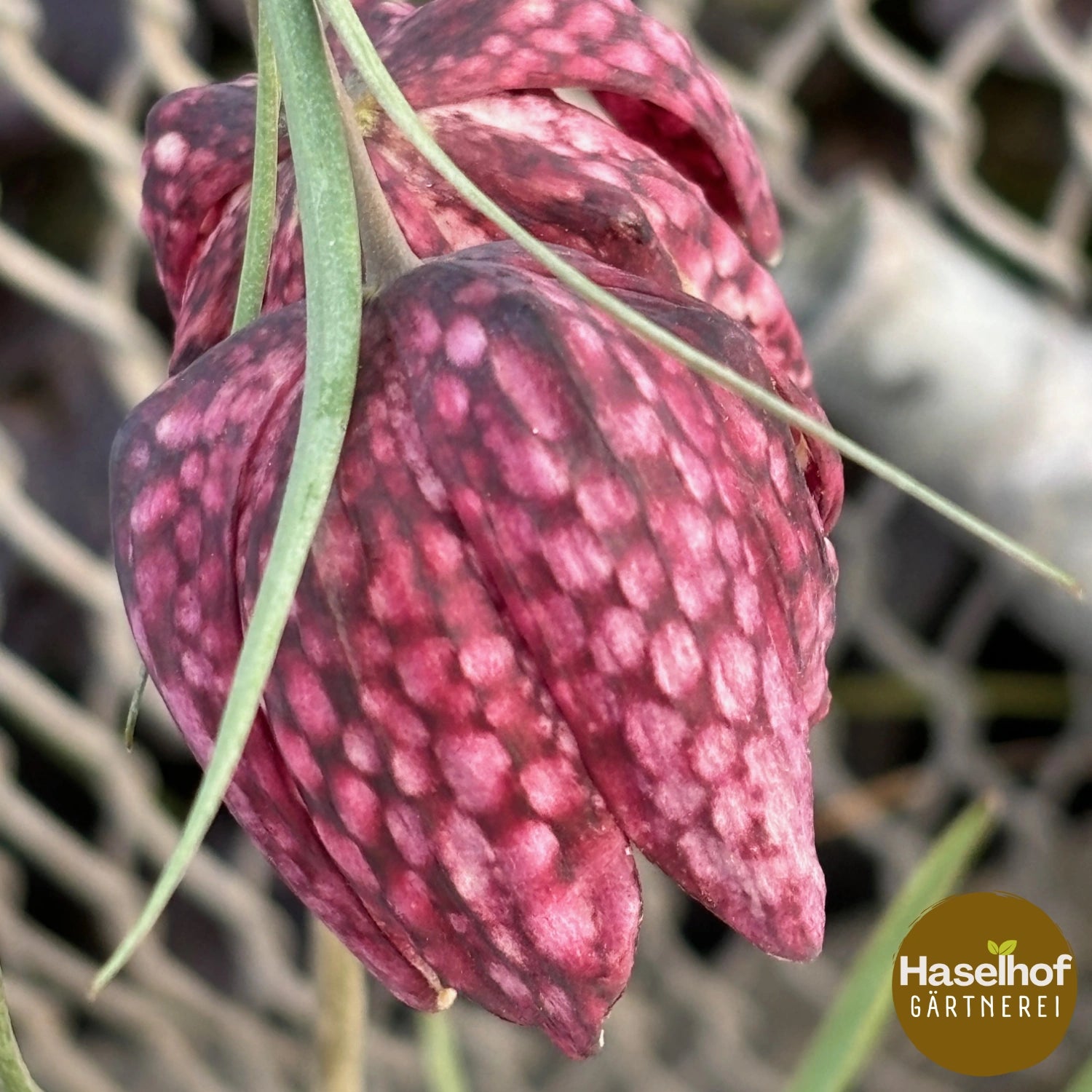 Fritillaria meleagris (forme de jardin)