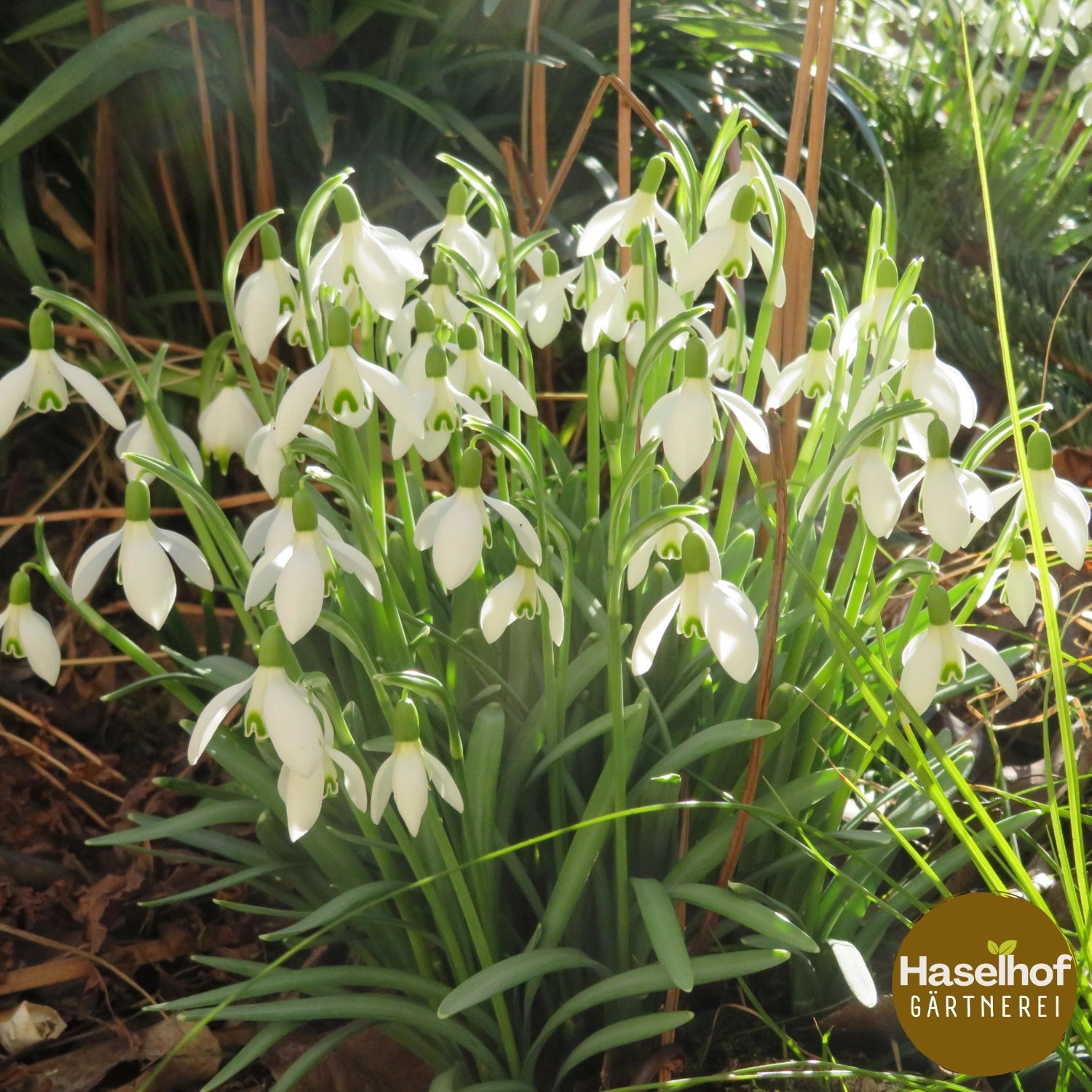 Galanthus nivalis (forme cultivée)