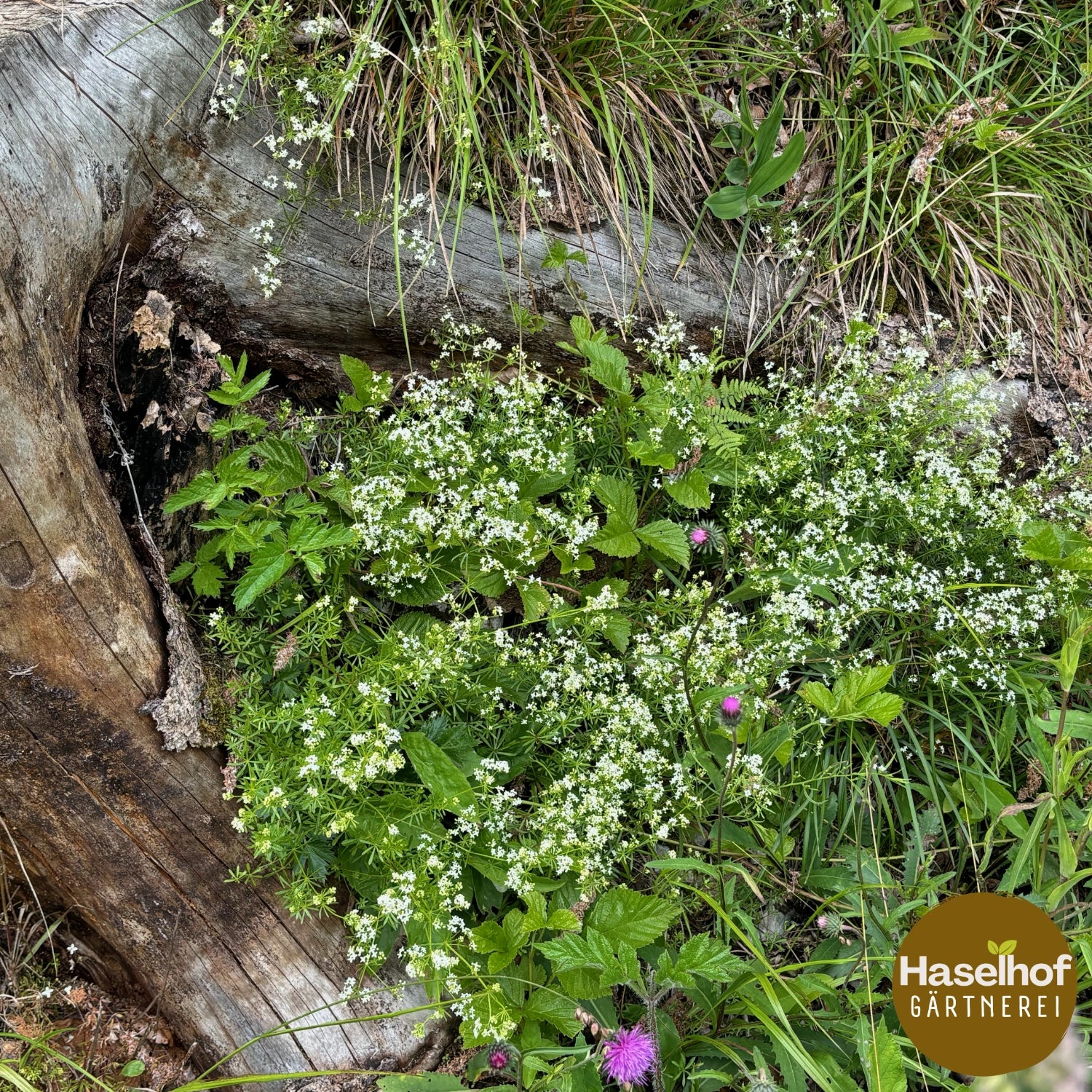 Galium album (syn.Galium mollugo)