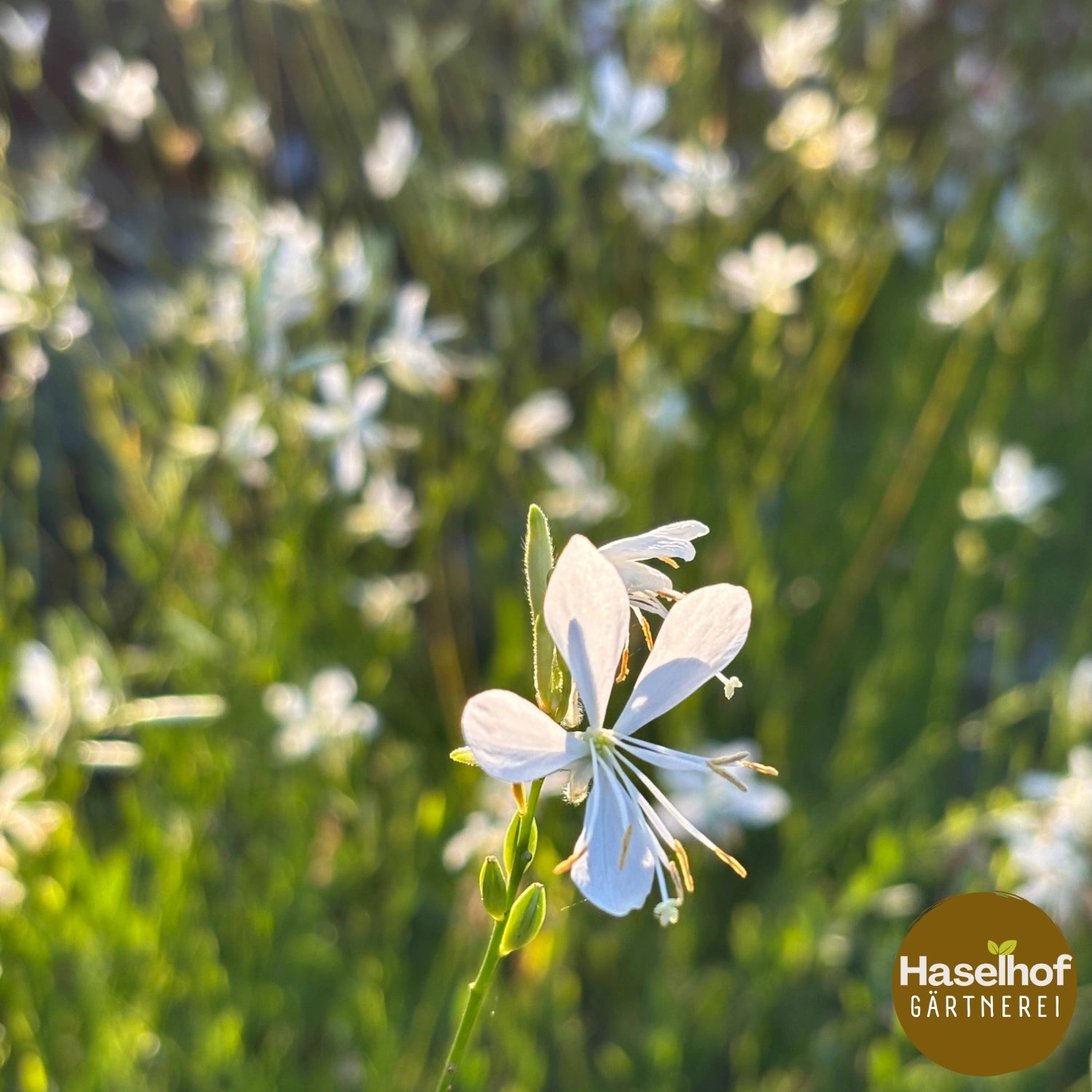 Gaura lindheimeri `Sparkle White `