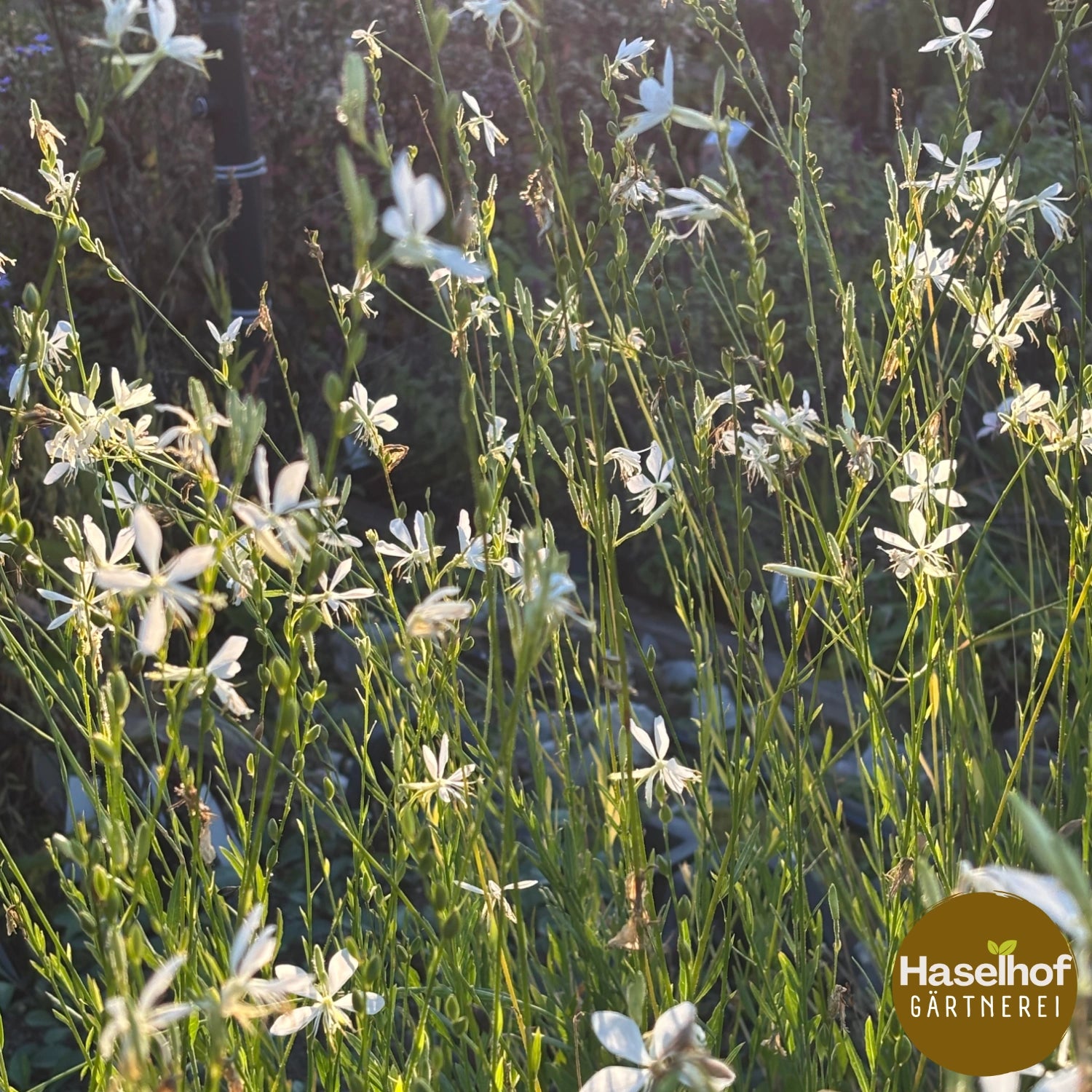 Gaura lindheimeri `Sparkle White `