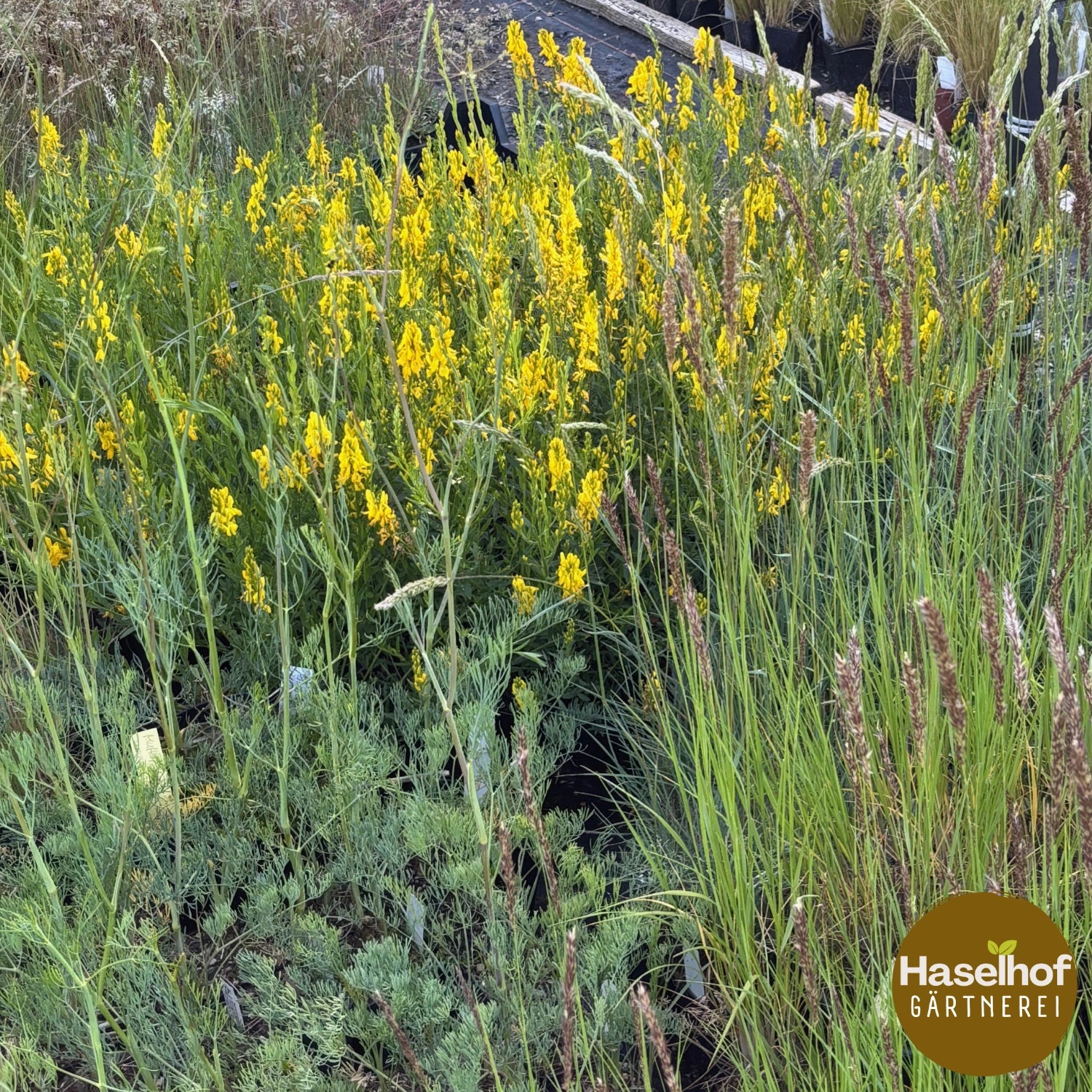 Genista tinctoria