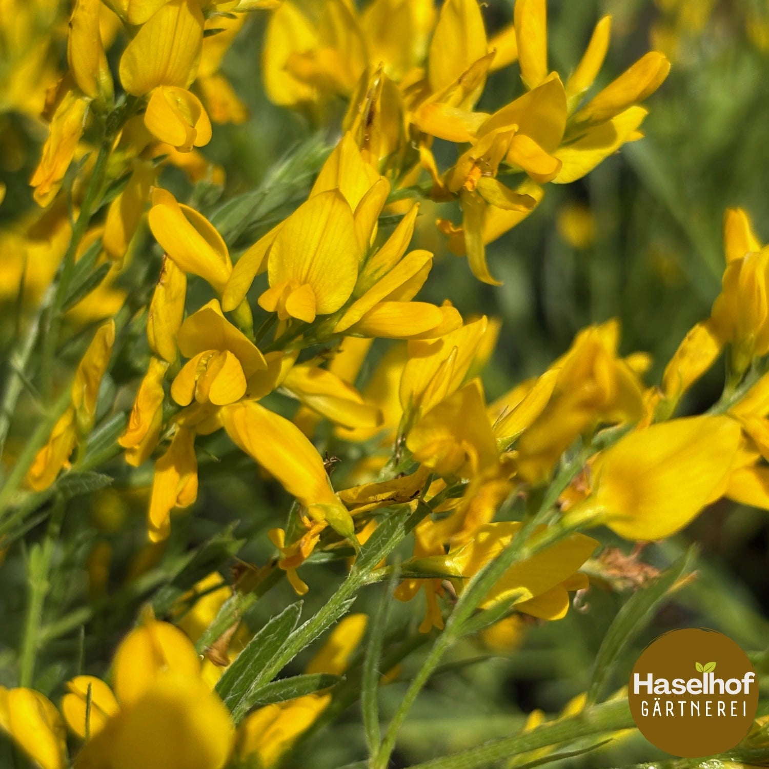 Genista tinctoria