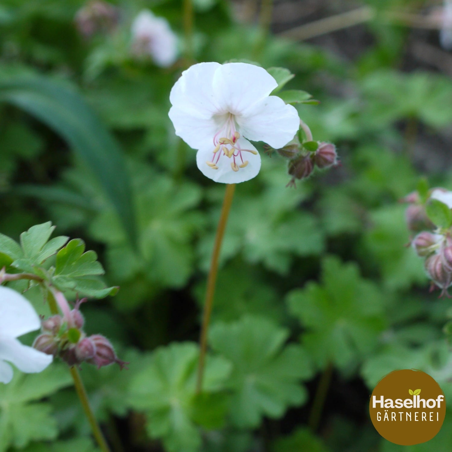 Geranium cantabrigiense `Biokovo`
