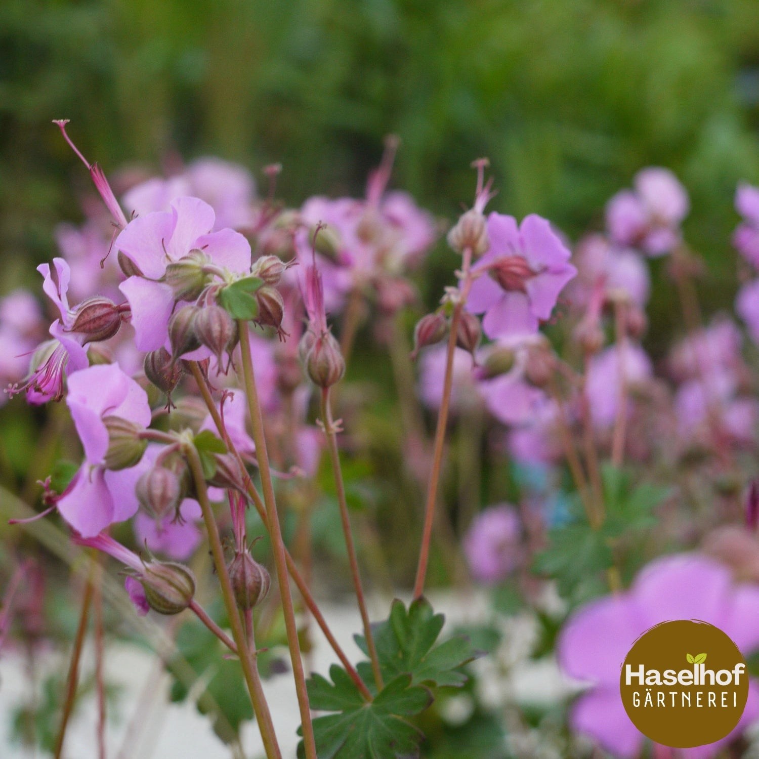 Geranium cantabrigiense `Karmina`