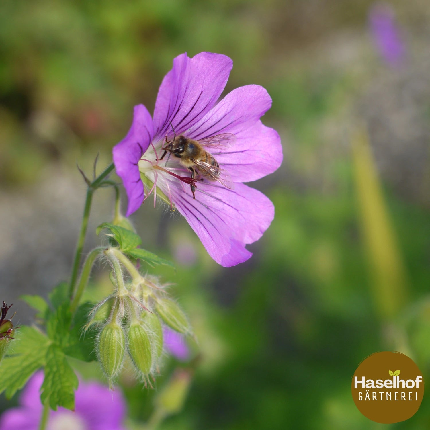Geranium gracile `Sirak `