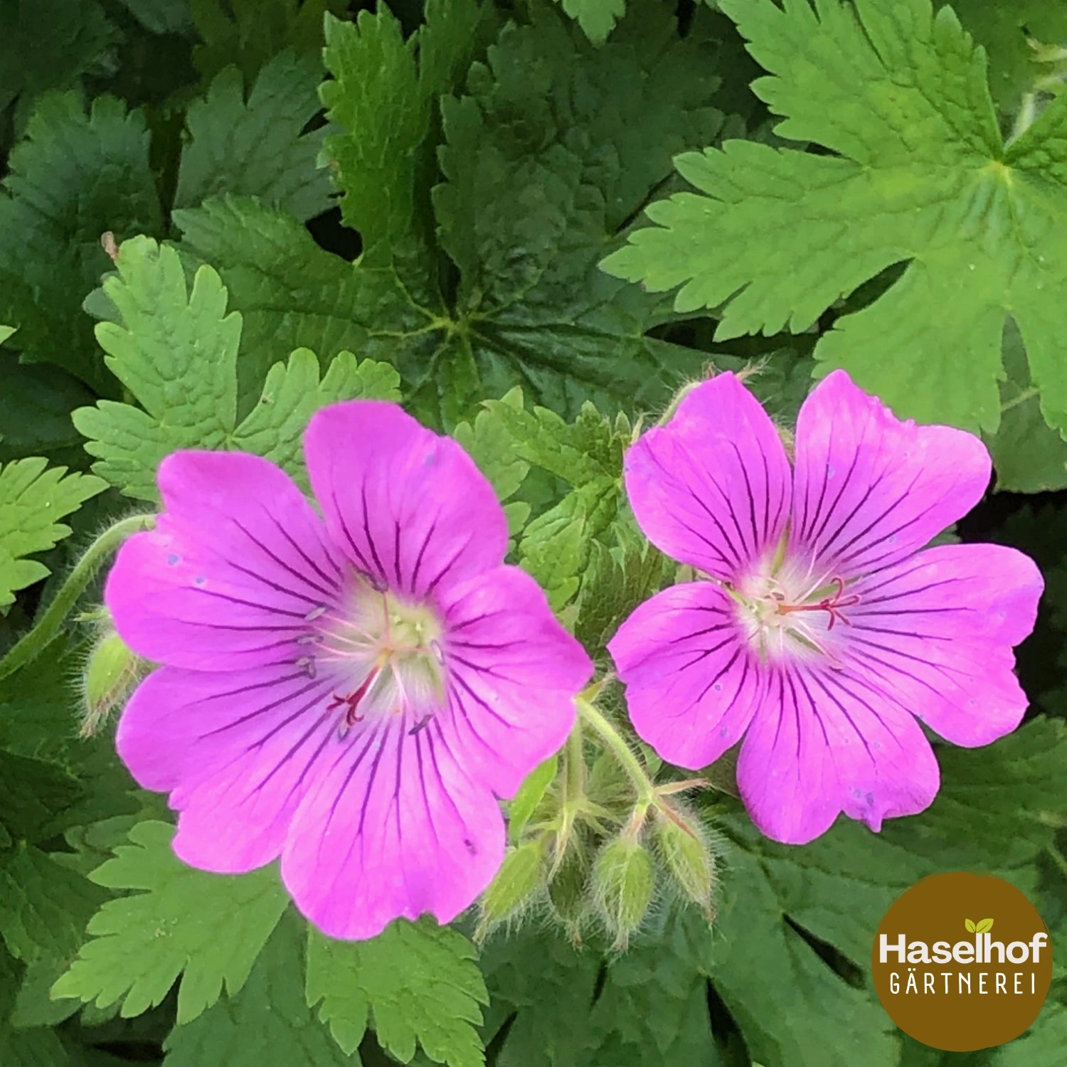 Geranium gracile `Sirak `