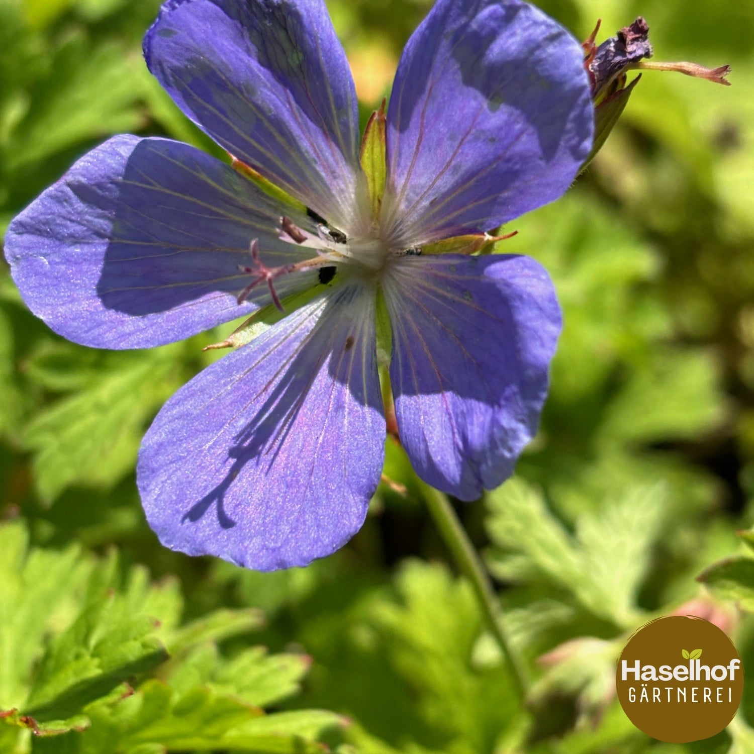 Geranium himalayense