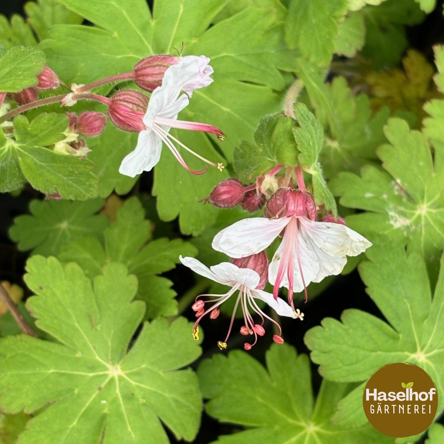 Geranium macrorrhizum `Spessart`