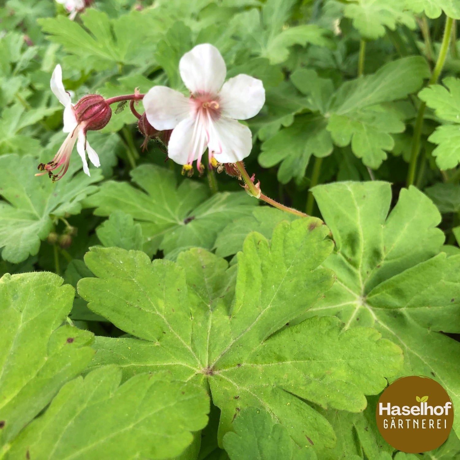 Geranium macrorrhizum 'Witheness'