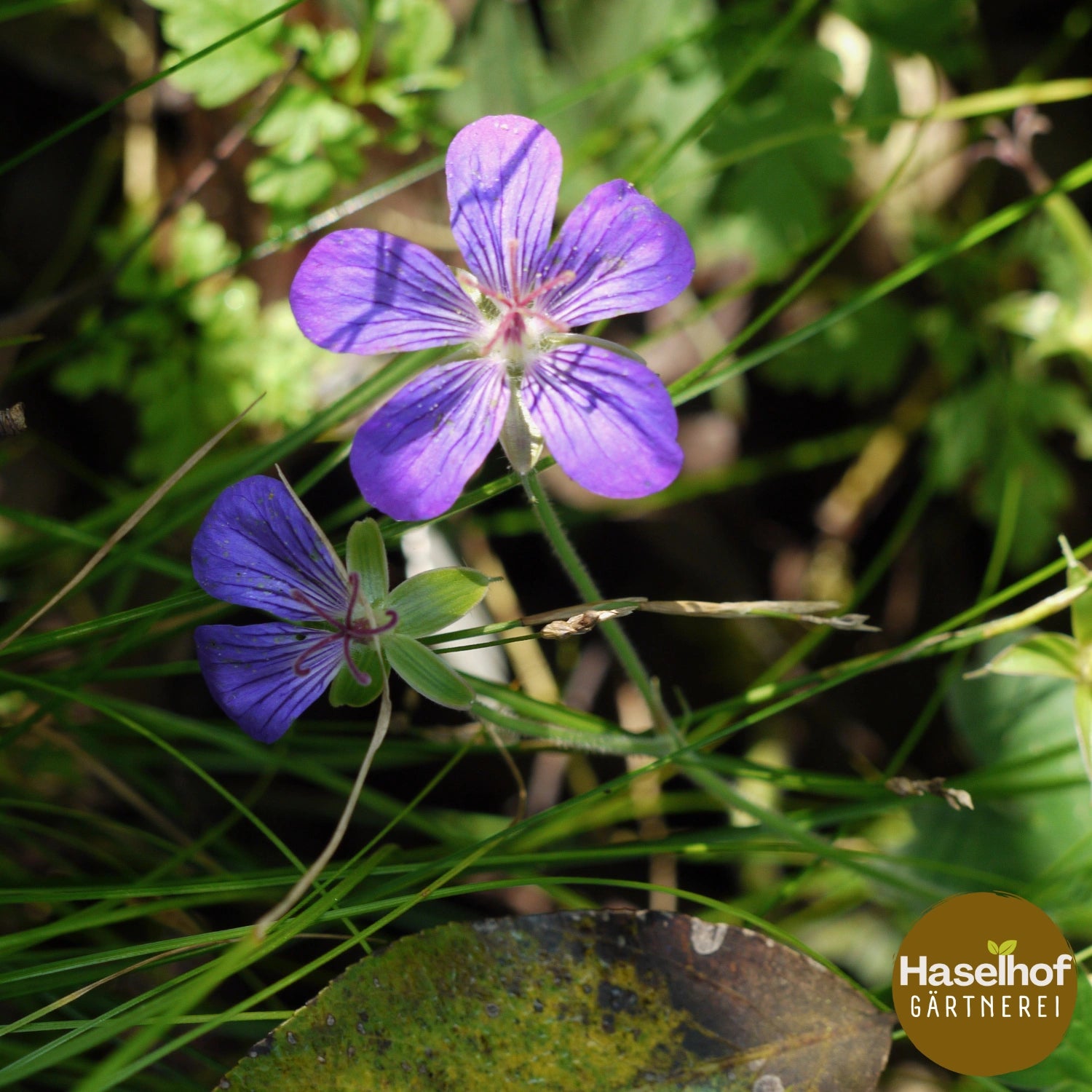 Géranium noueux