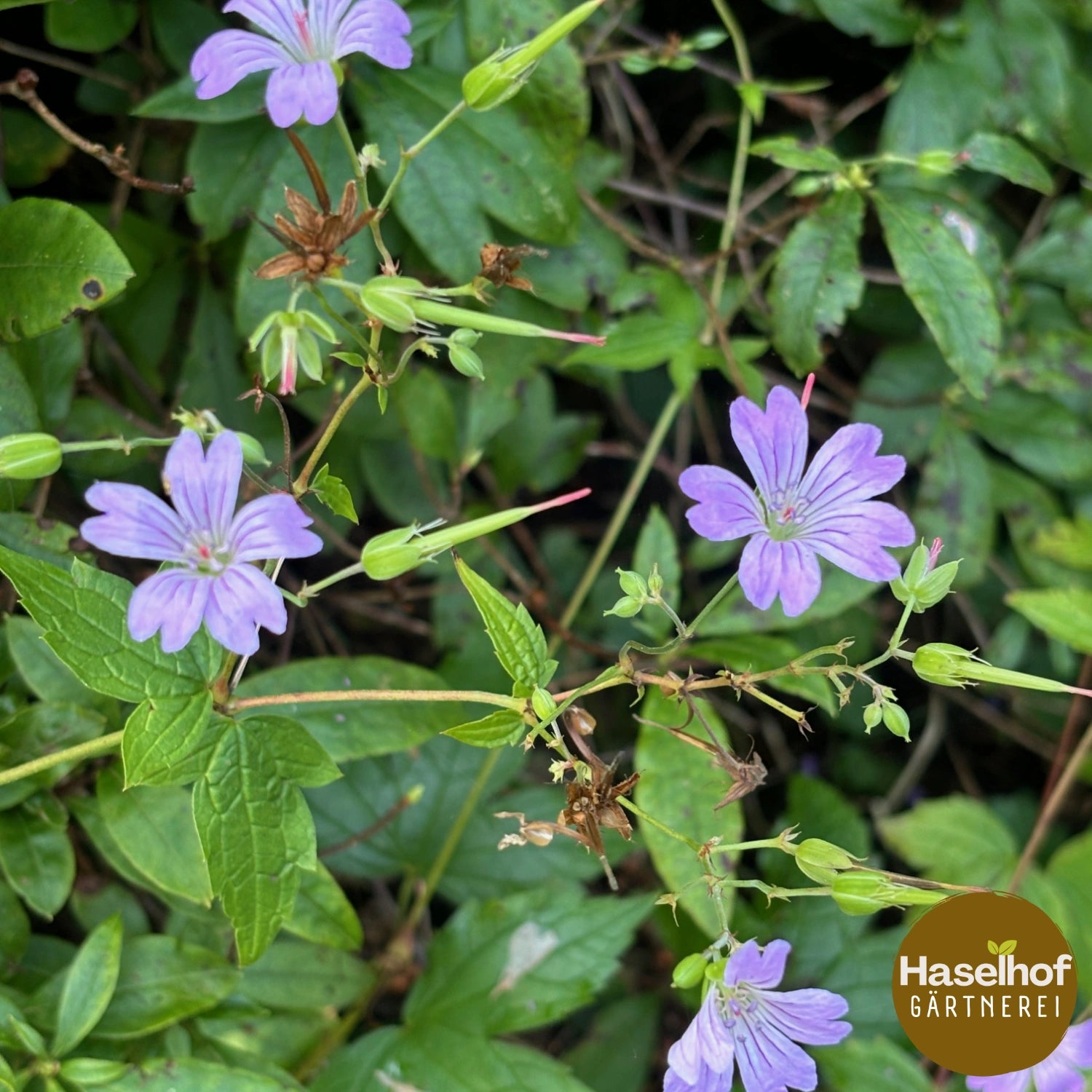 Géranium noueux