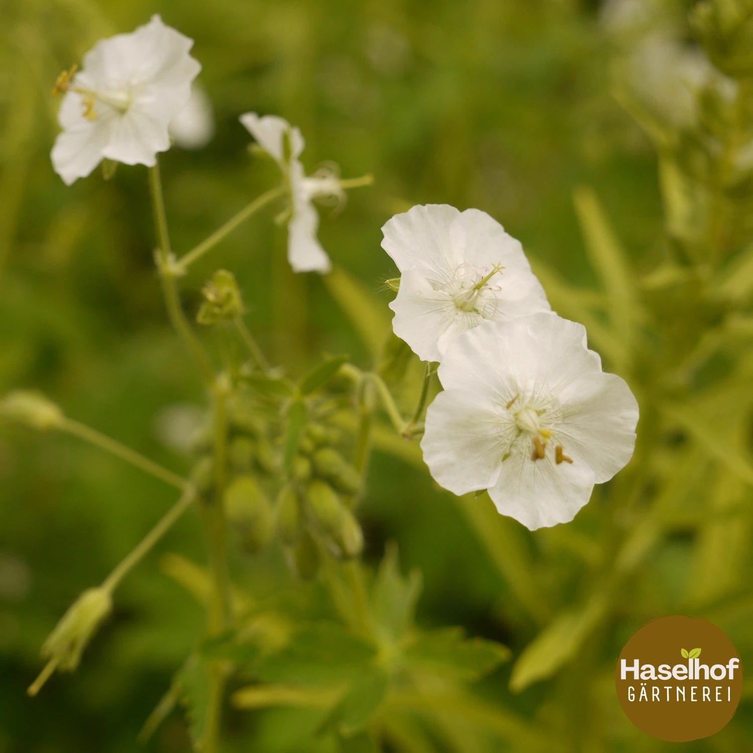Geranium phaeum var. album