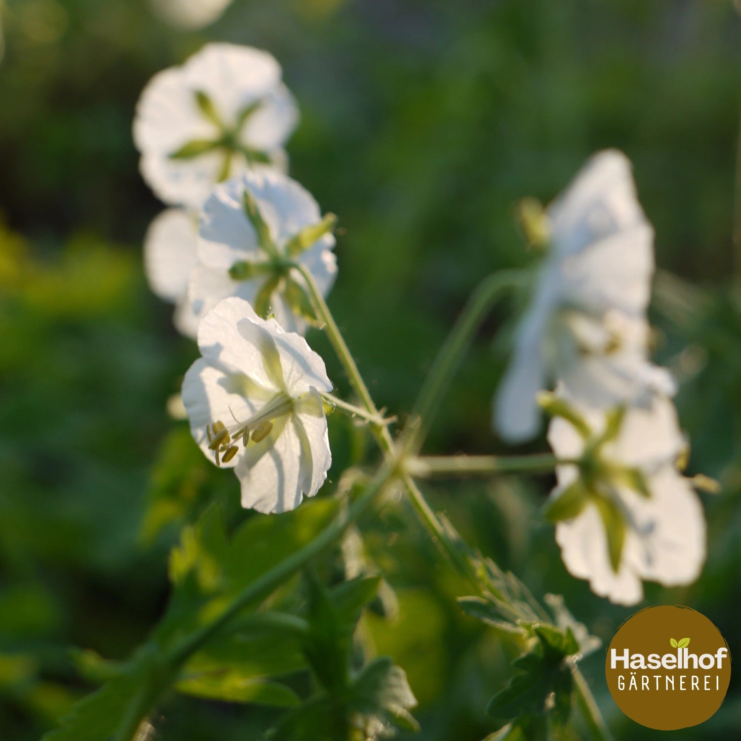 Geranium phaeum var. album