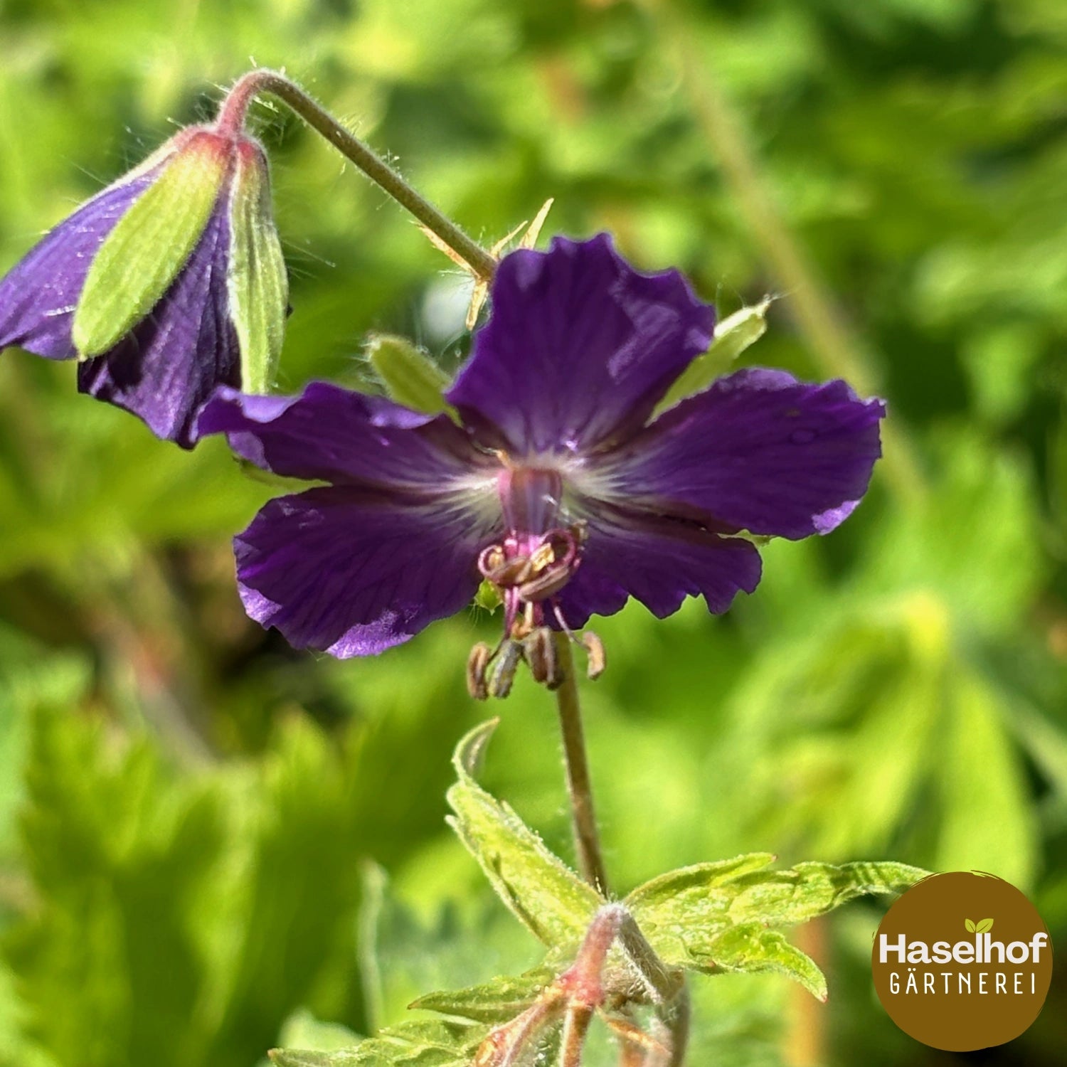 Geranium phaeum var. lividum