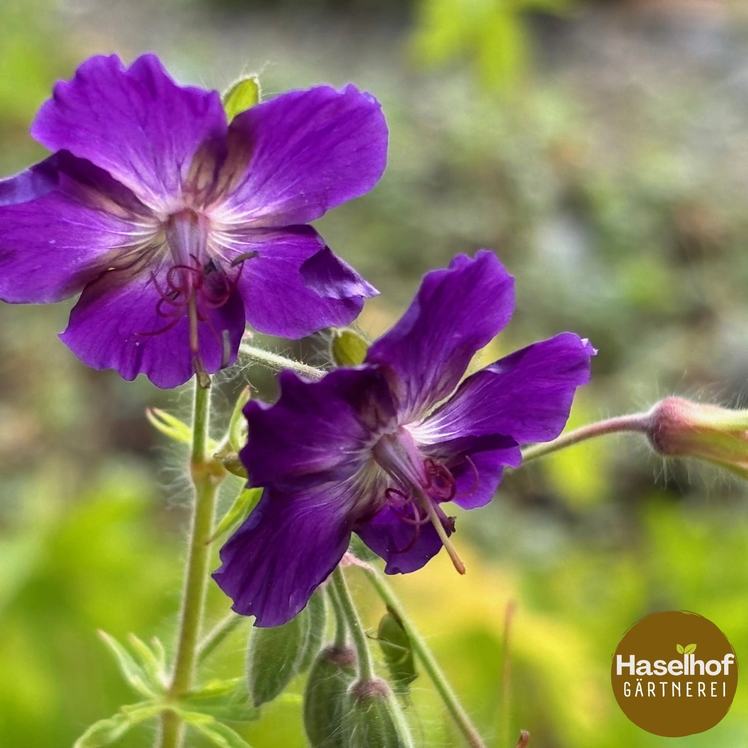 Geranium phaeum var. lividum