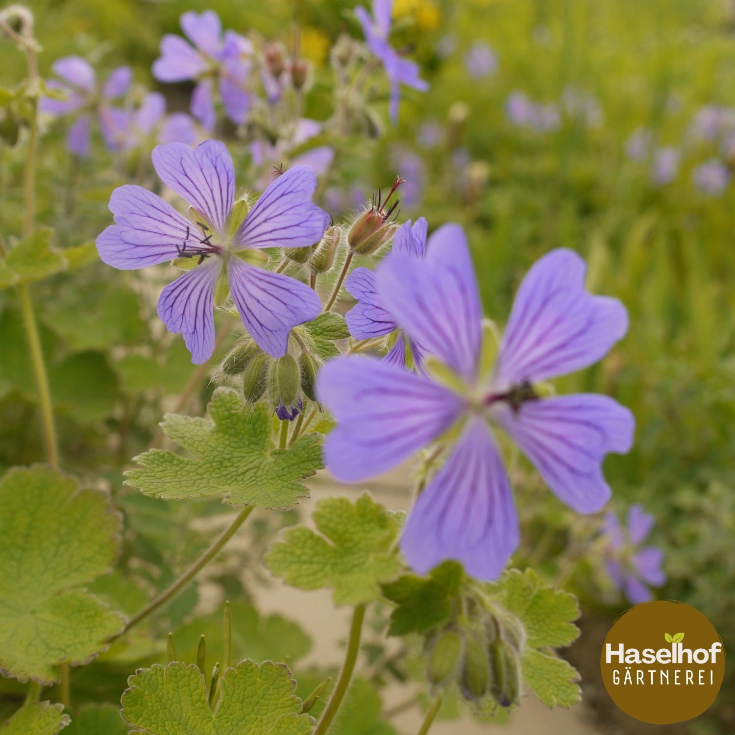 Geranium renardii `Philippe Vapelle`