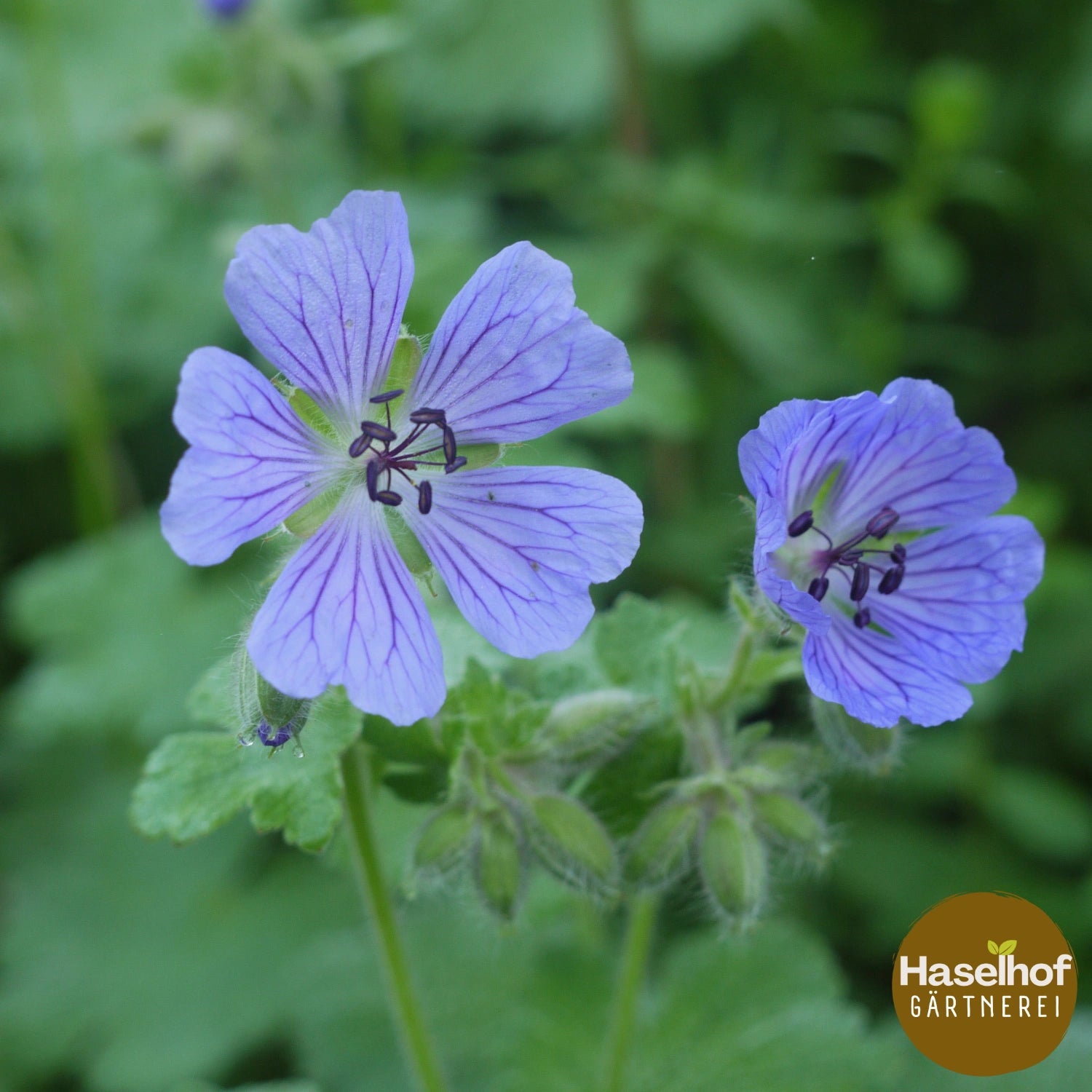 Geranium renardii `Tschelda`