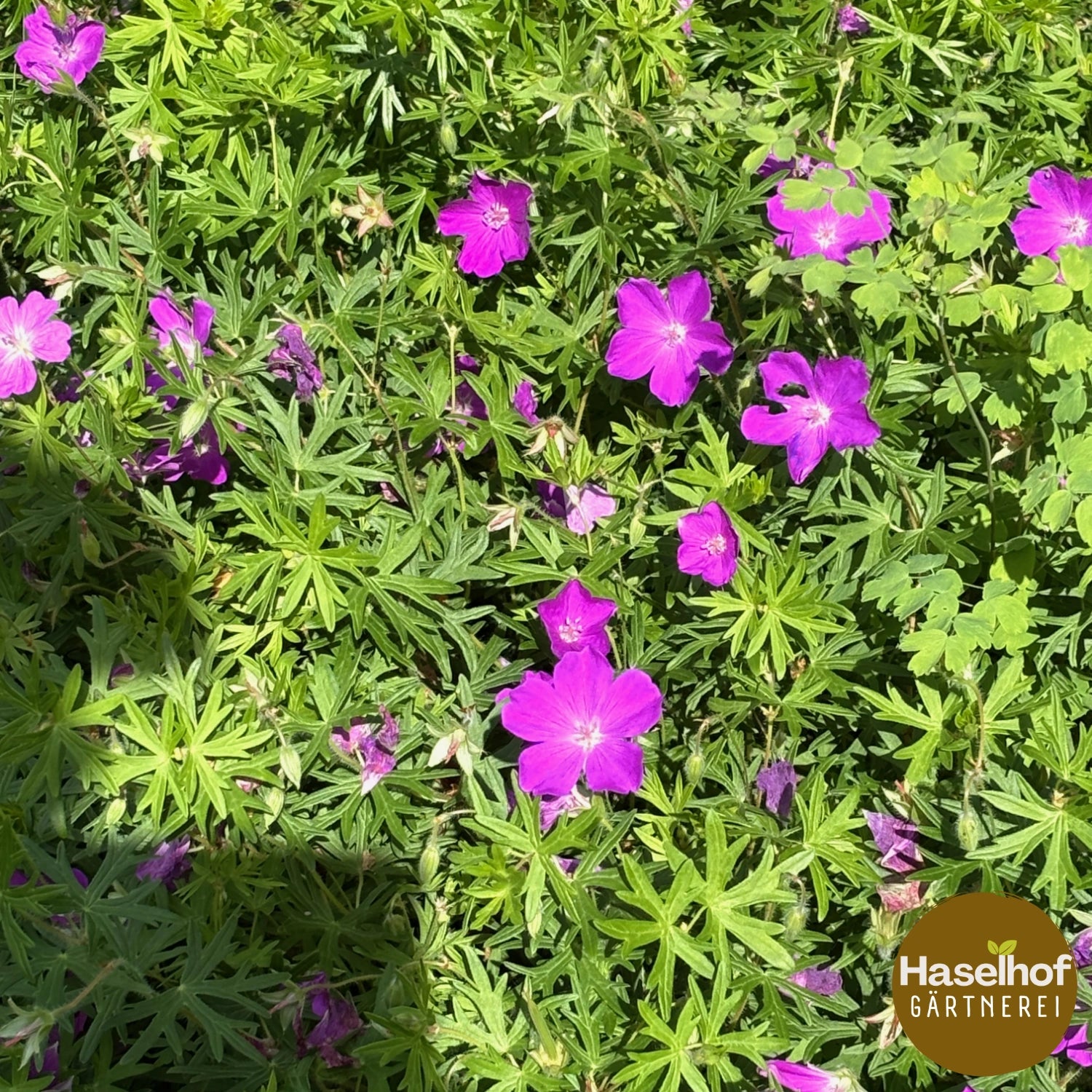 Geranium sanguineum var. nanum