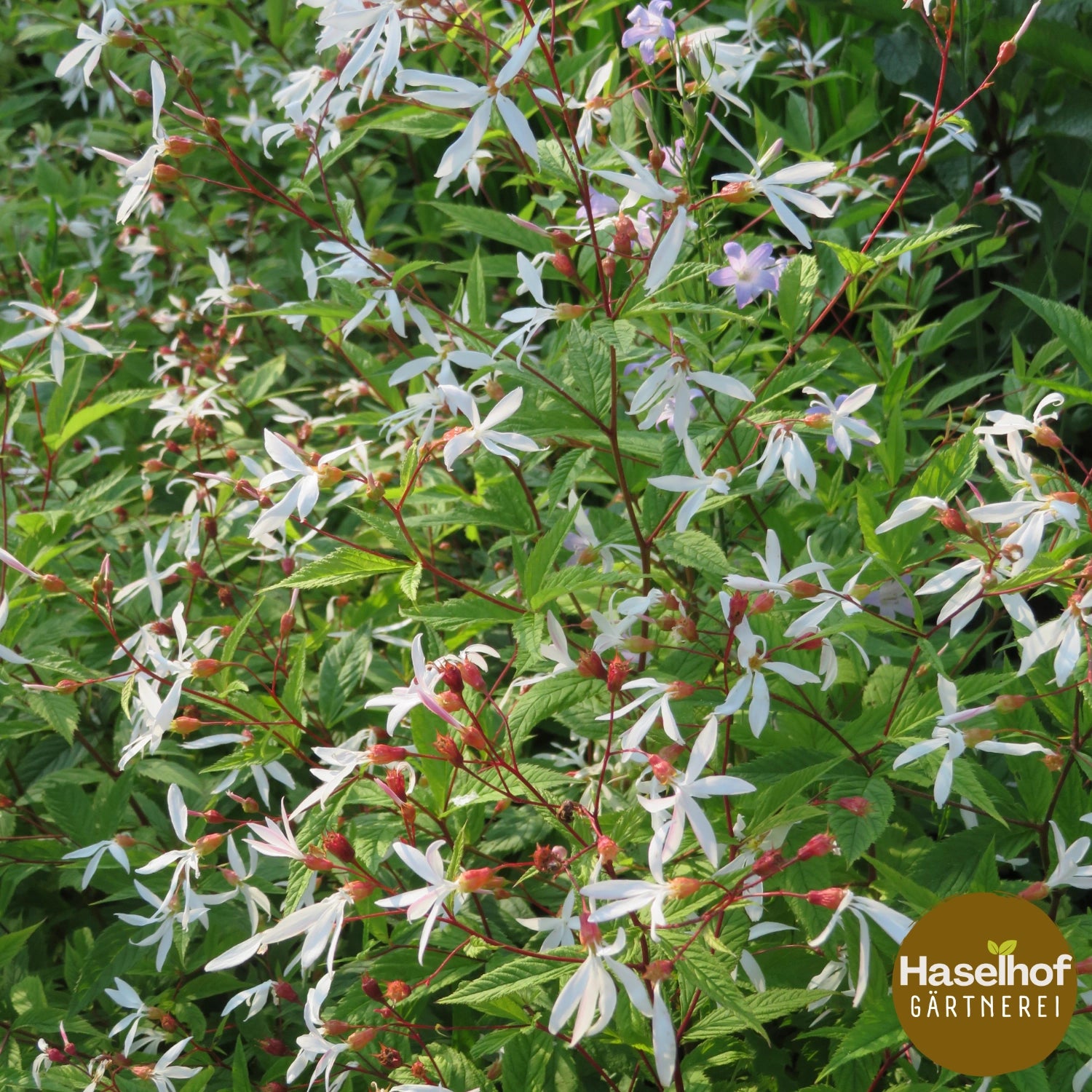 Gillenia trifoliata