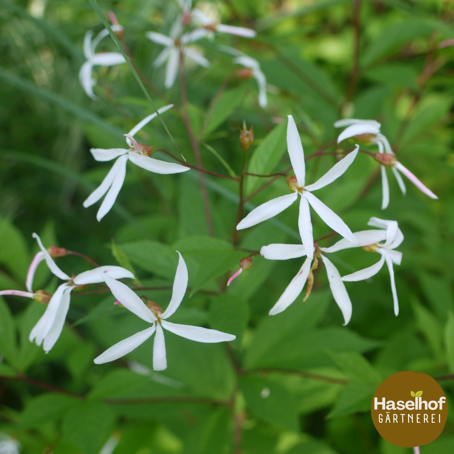 Gillenia trifoliata