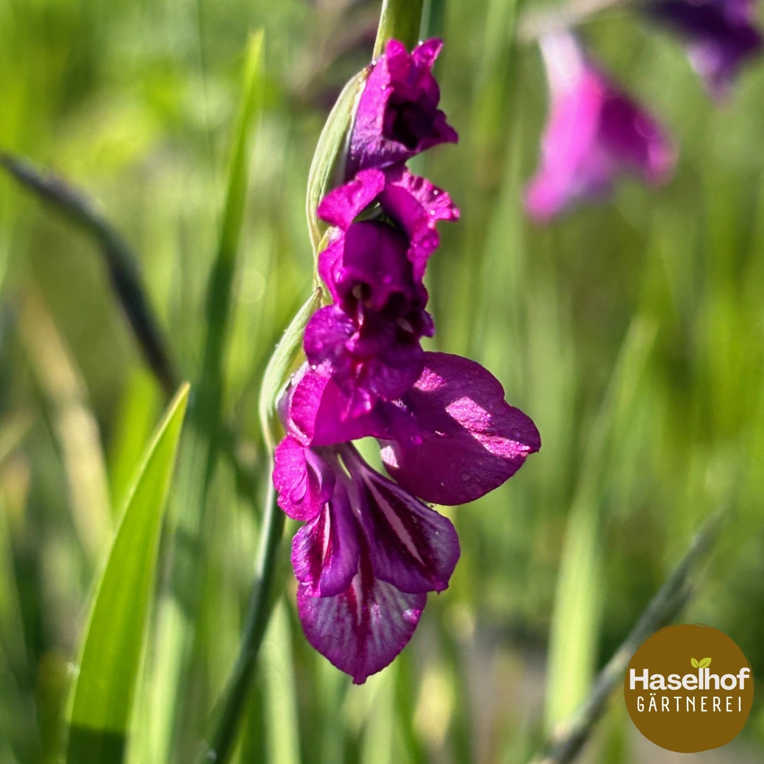 Gladiolus communis ssp. byzantinus