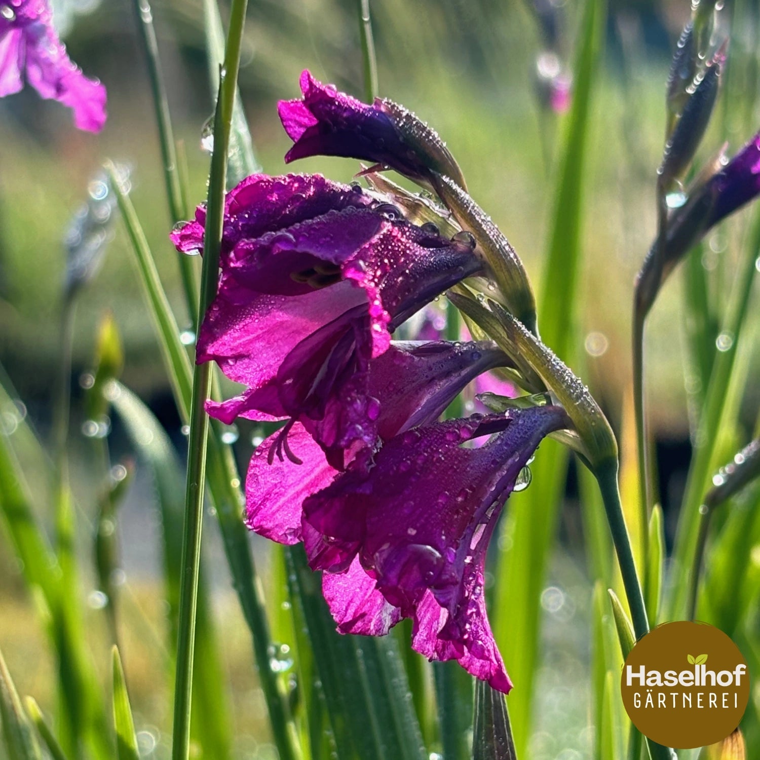 Gladiolus communis ssp. byzantinus