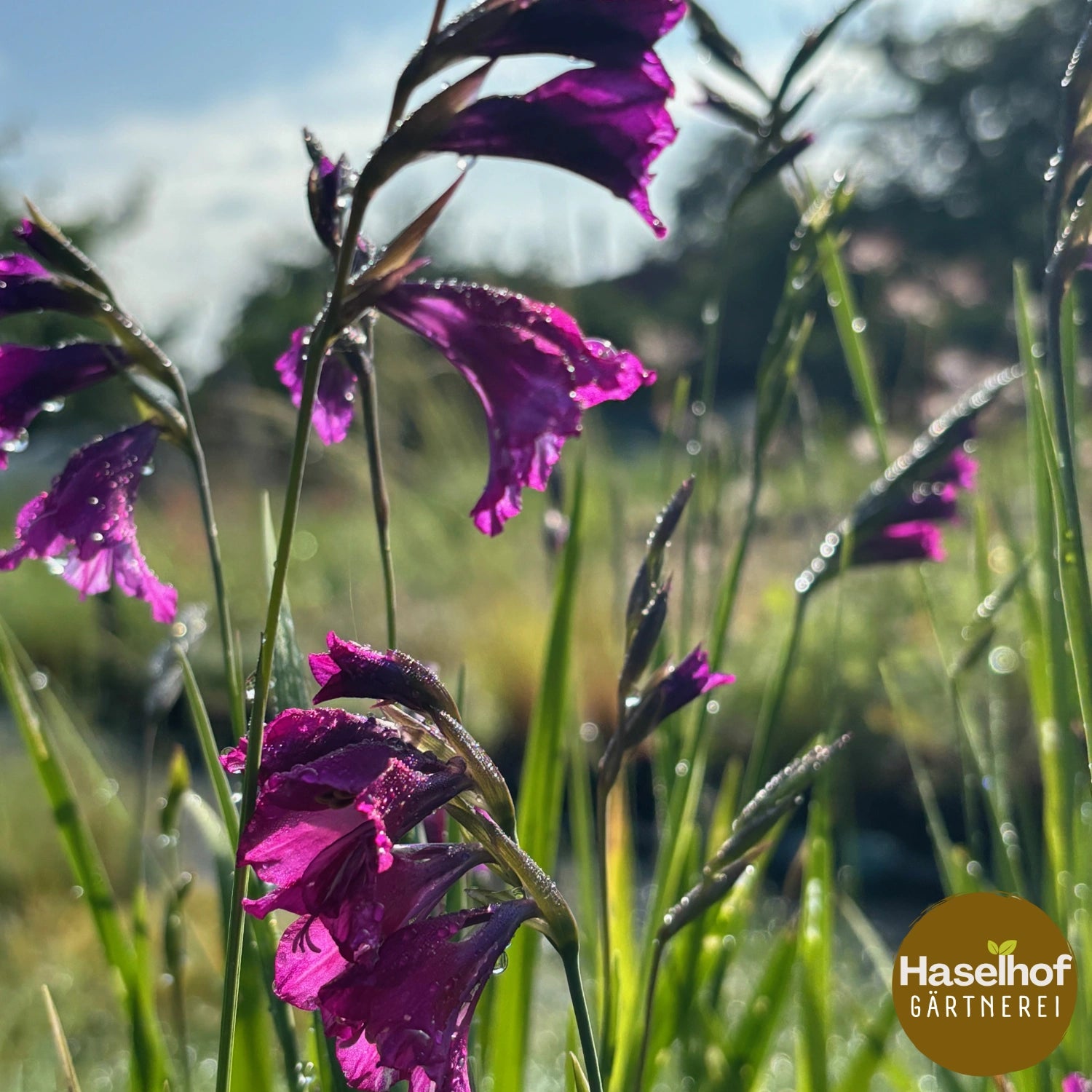 Gladiolus communis ssp. byzantinus