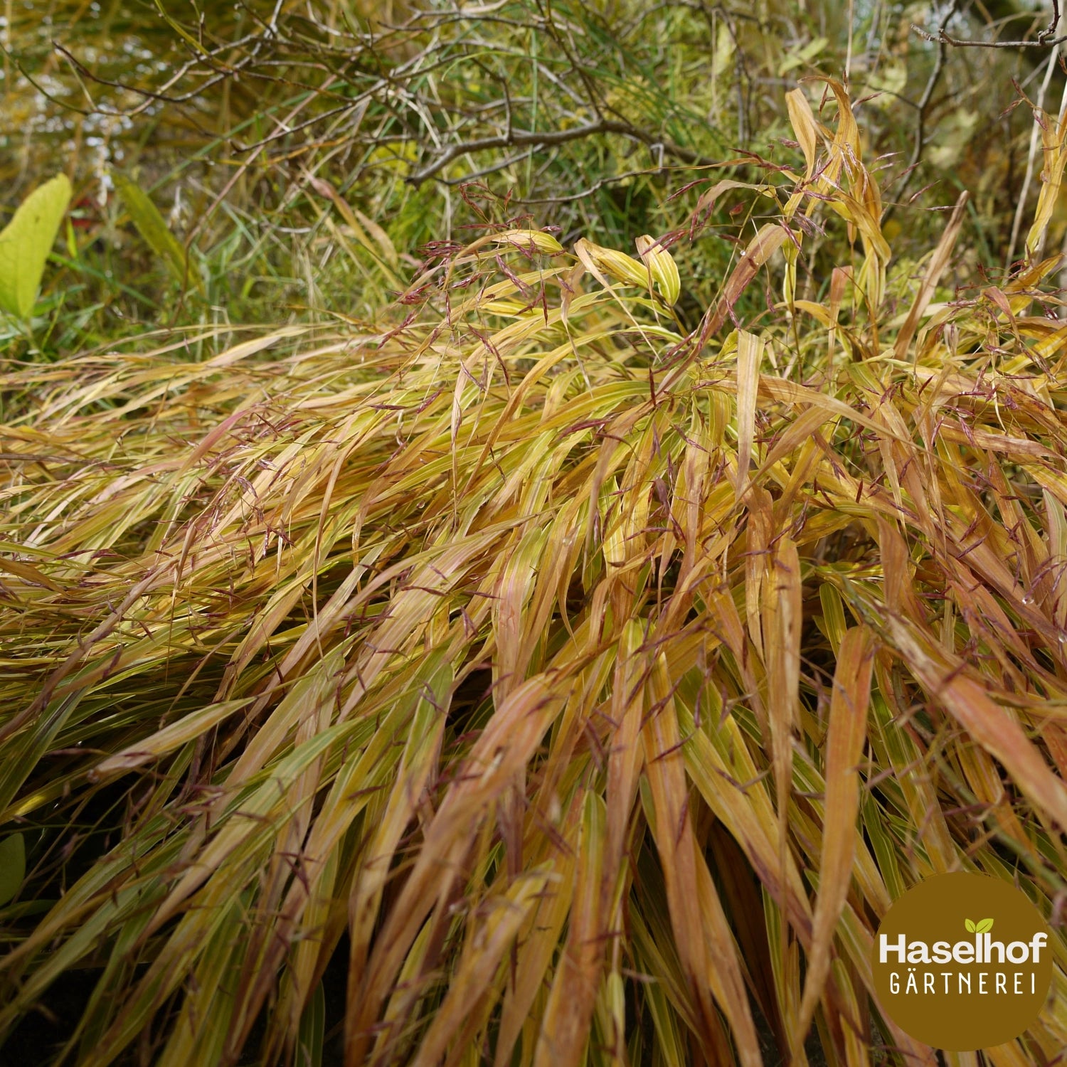 Hakonechloa macra