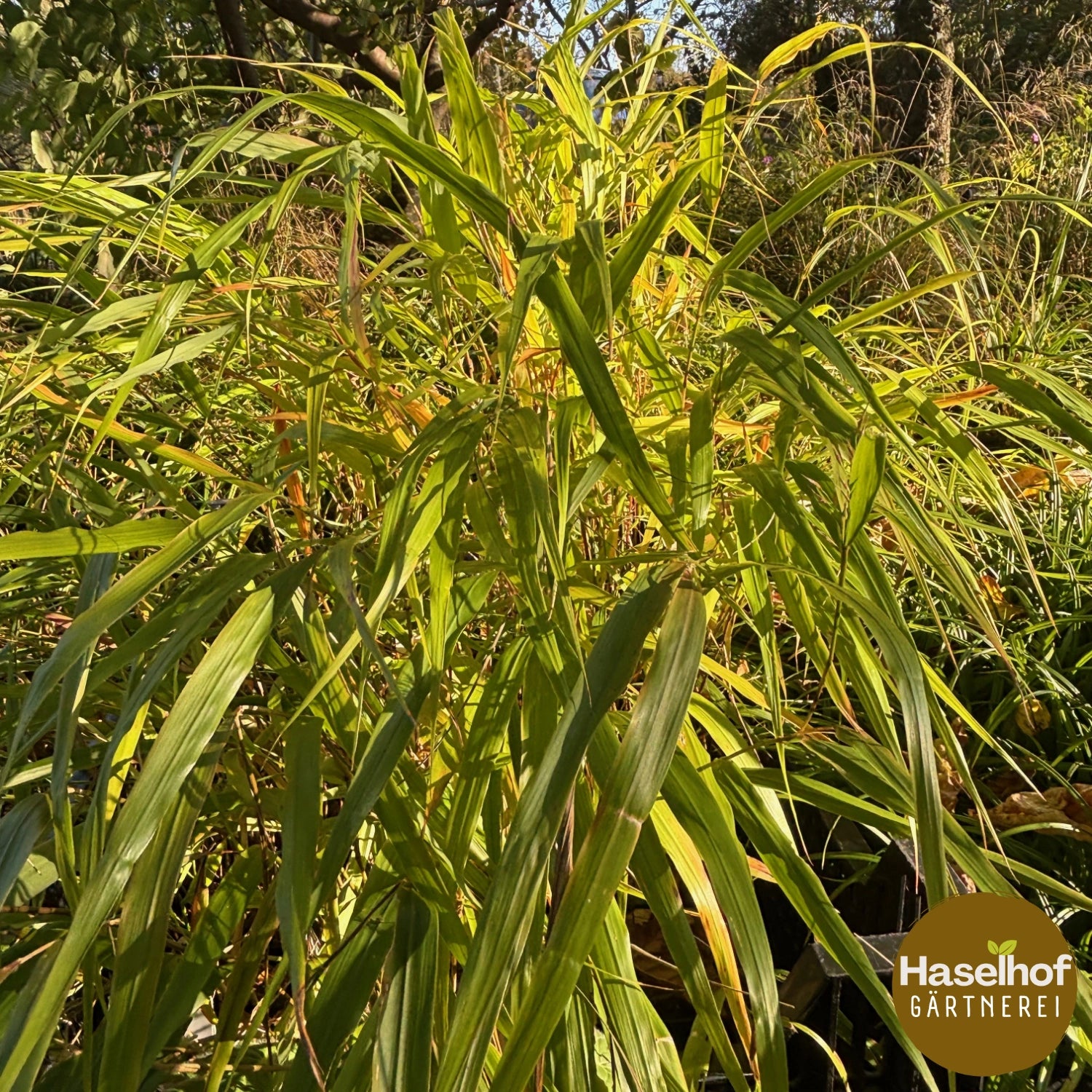 Hakonechloa macra