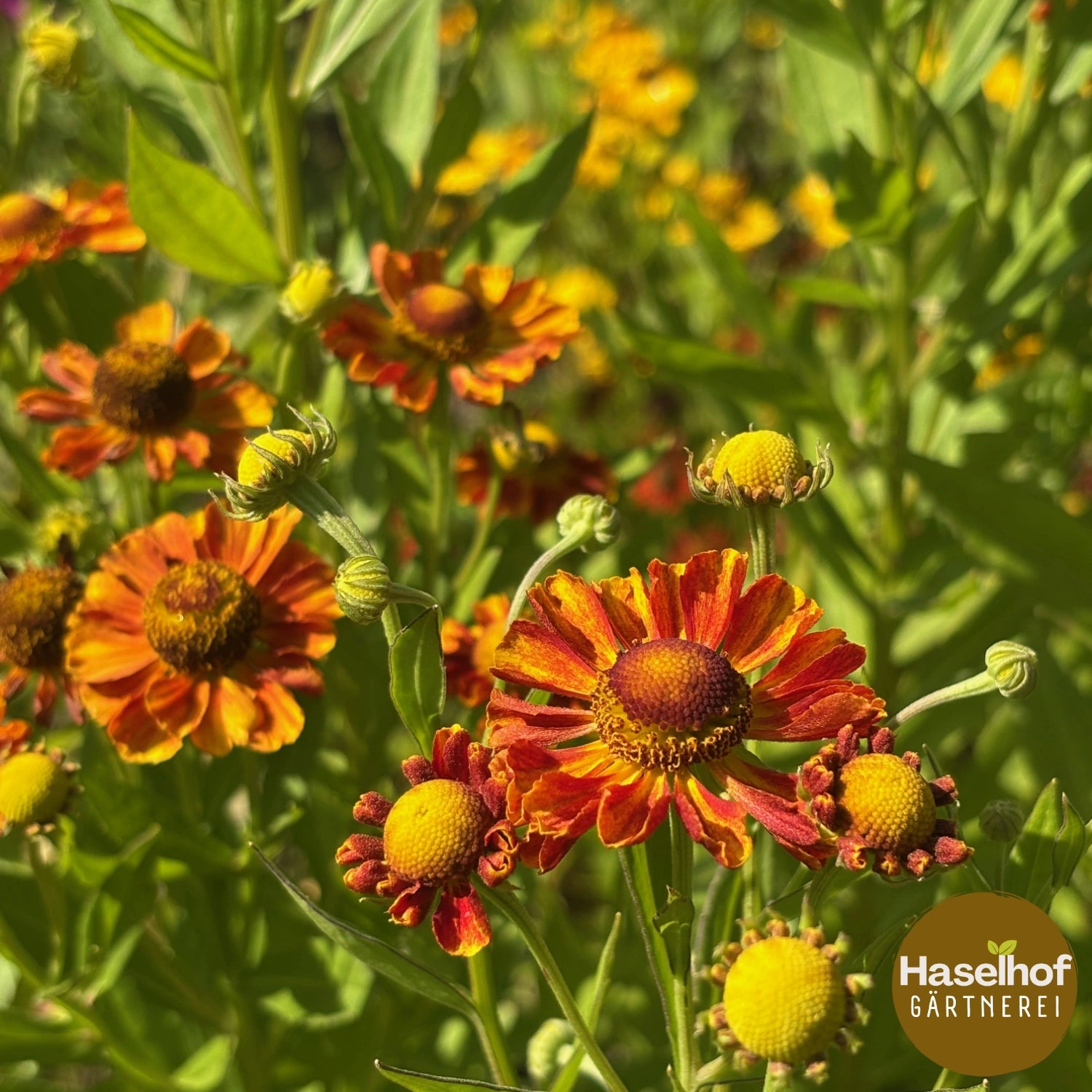 Helenium 'Waltraut'