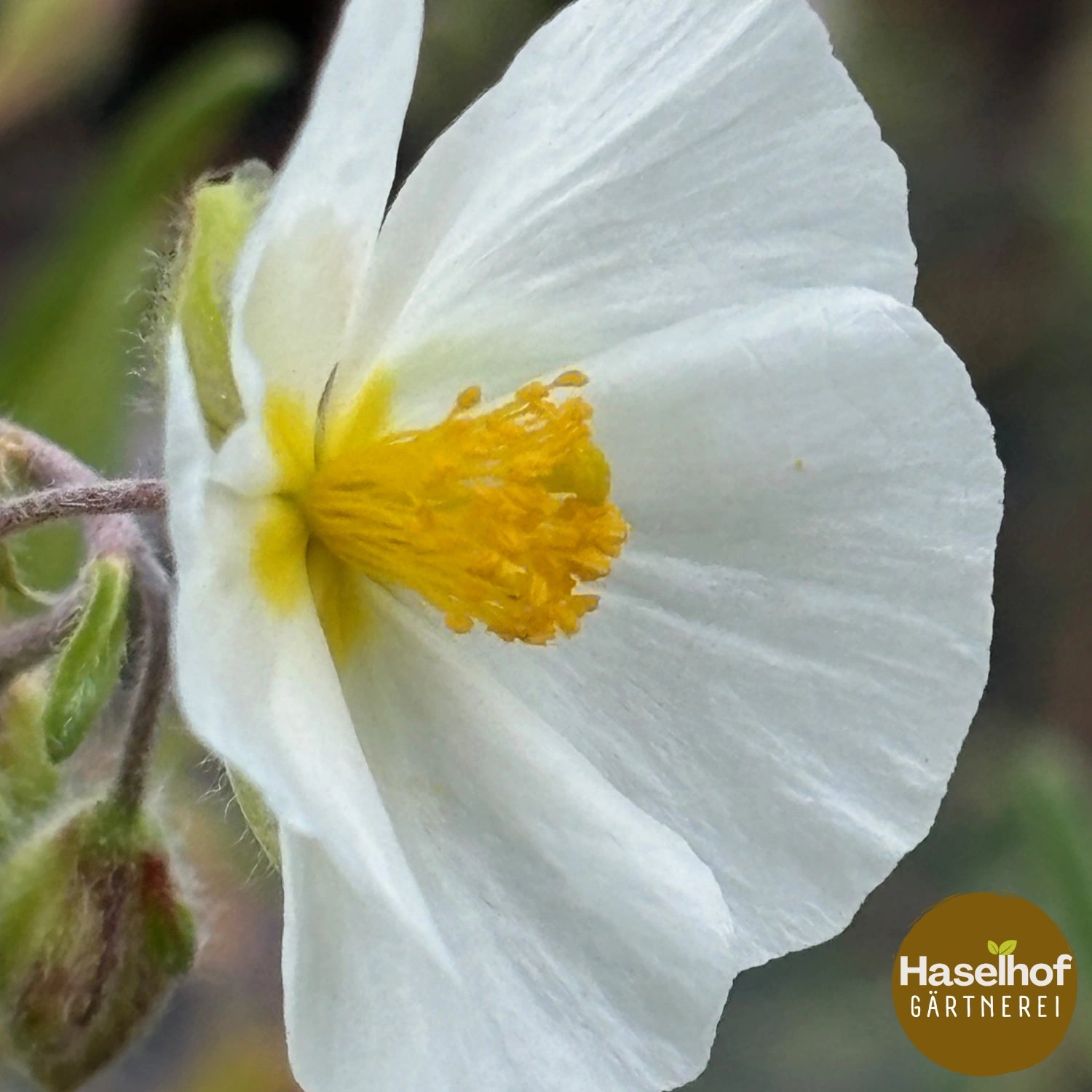 Helianthemum apenninum (cultivar)