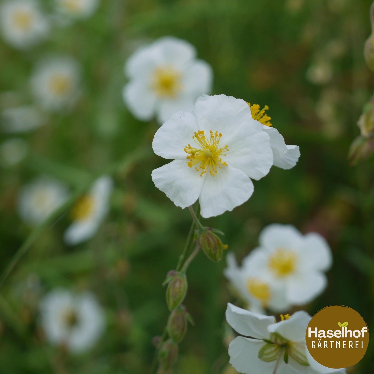 Helianthemum apenninum (cultivar)