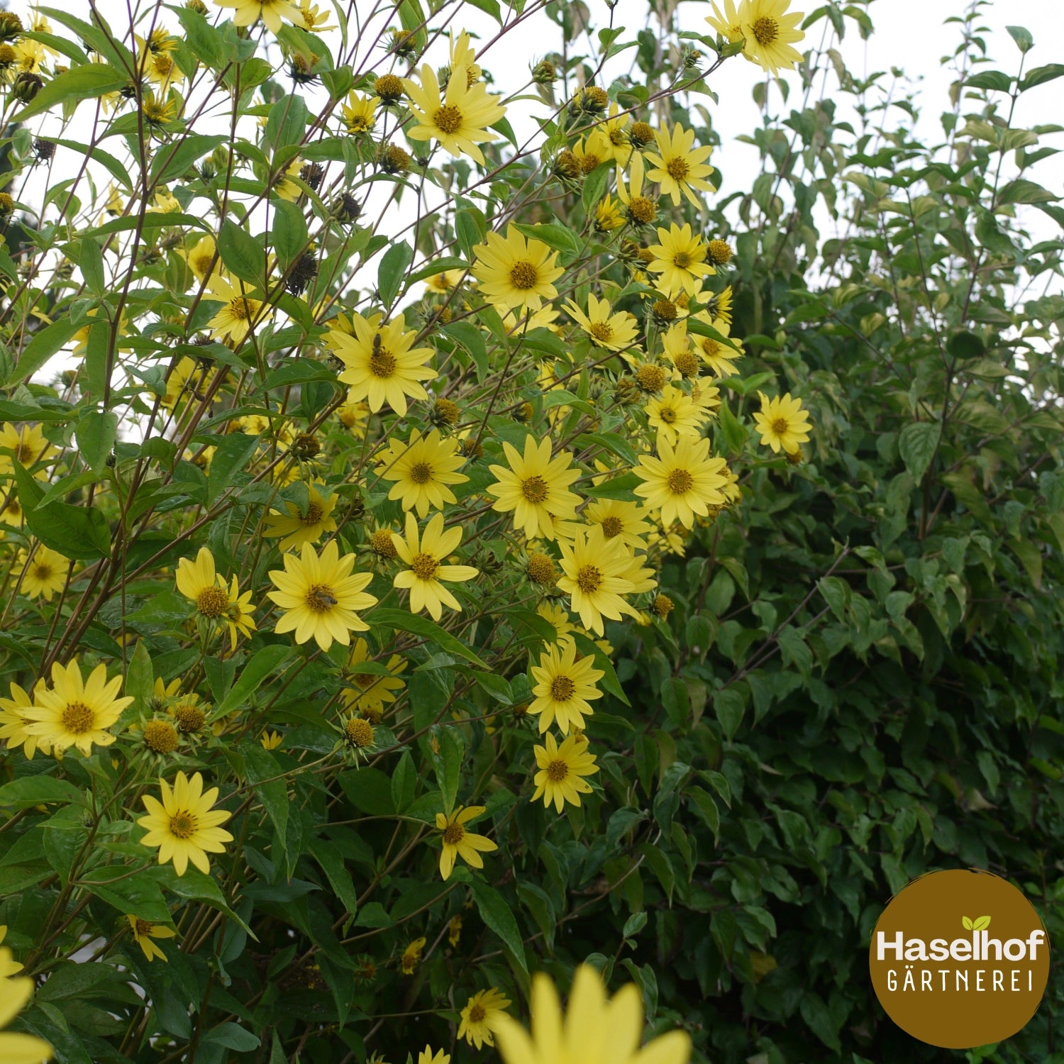 Helianthus 'Lemon Queen'