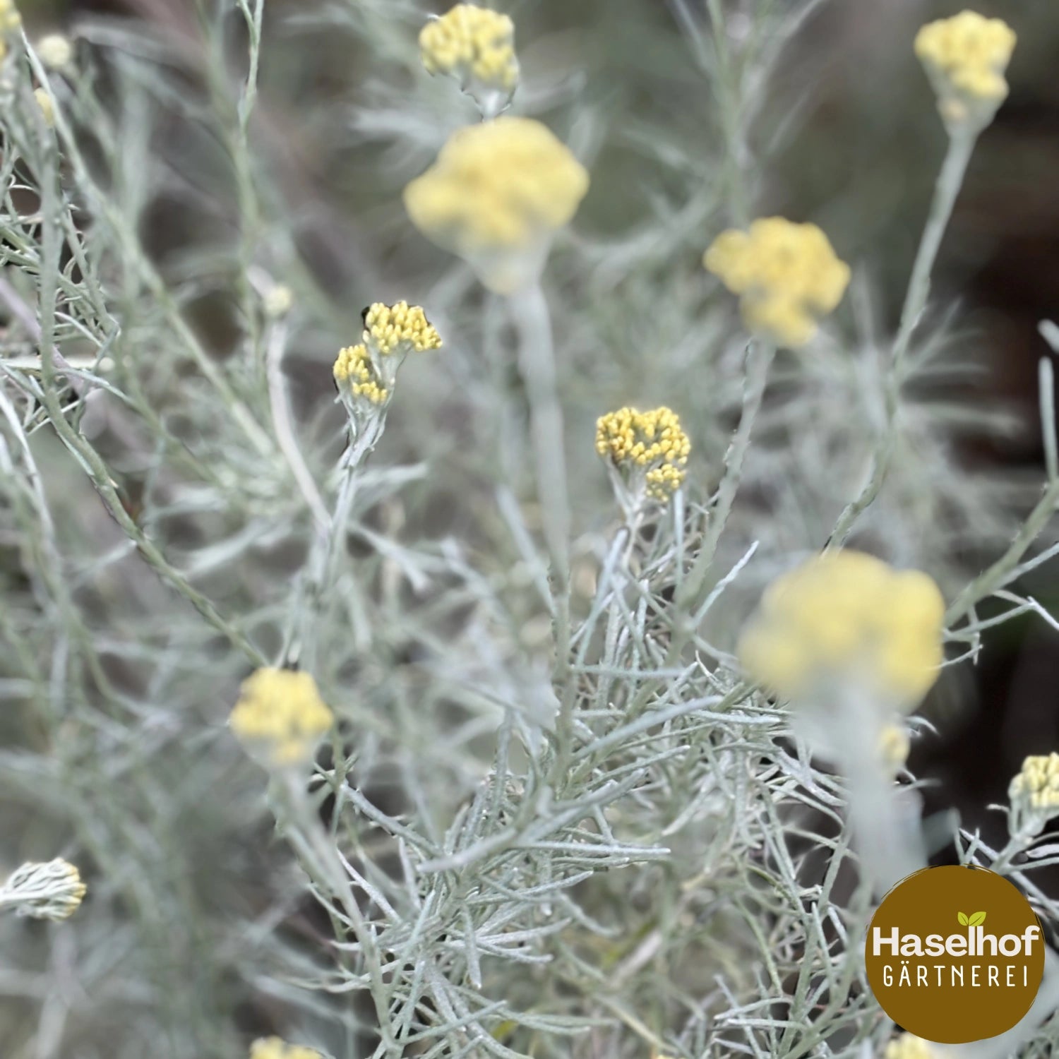 Immortelle italienne