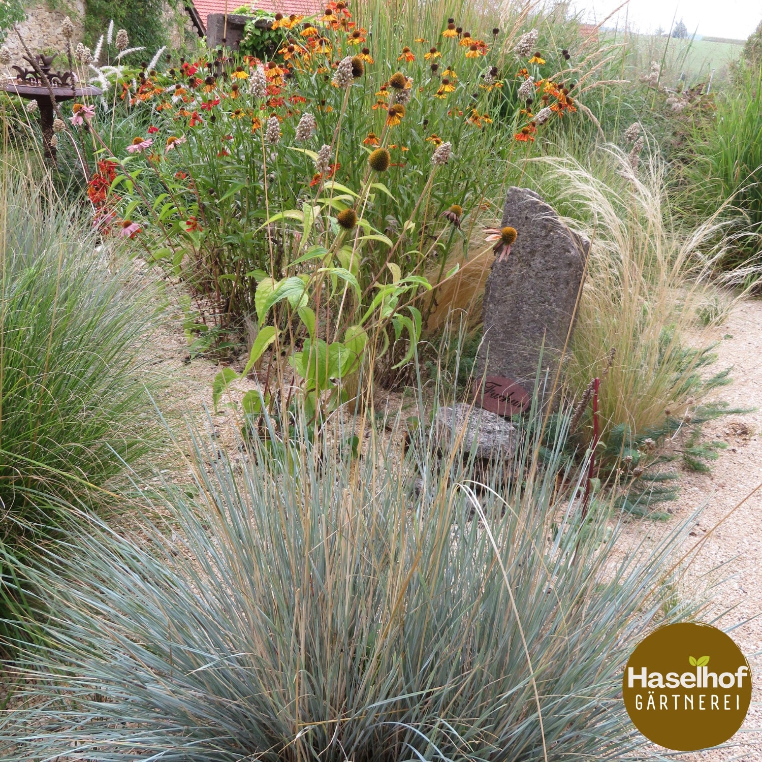 Helictotrichon sempervirens