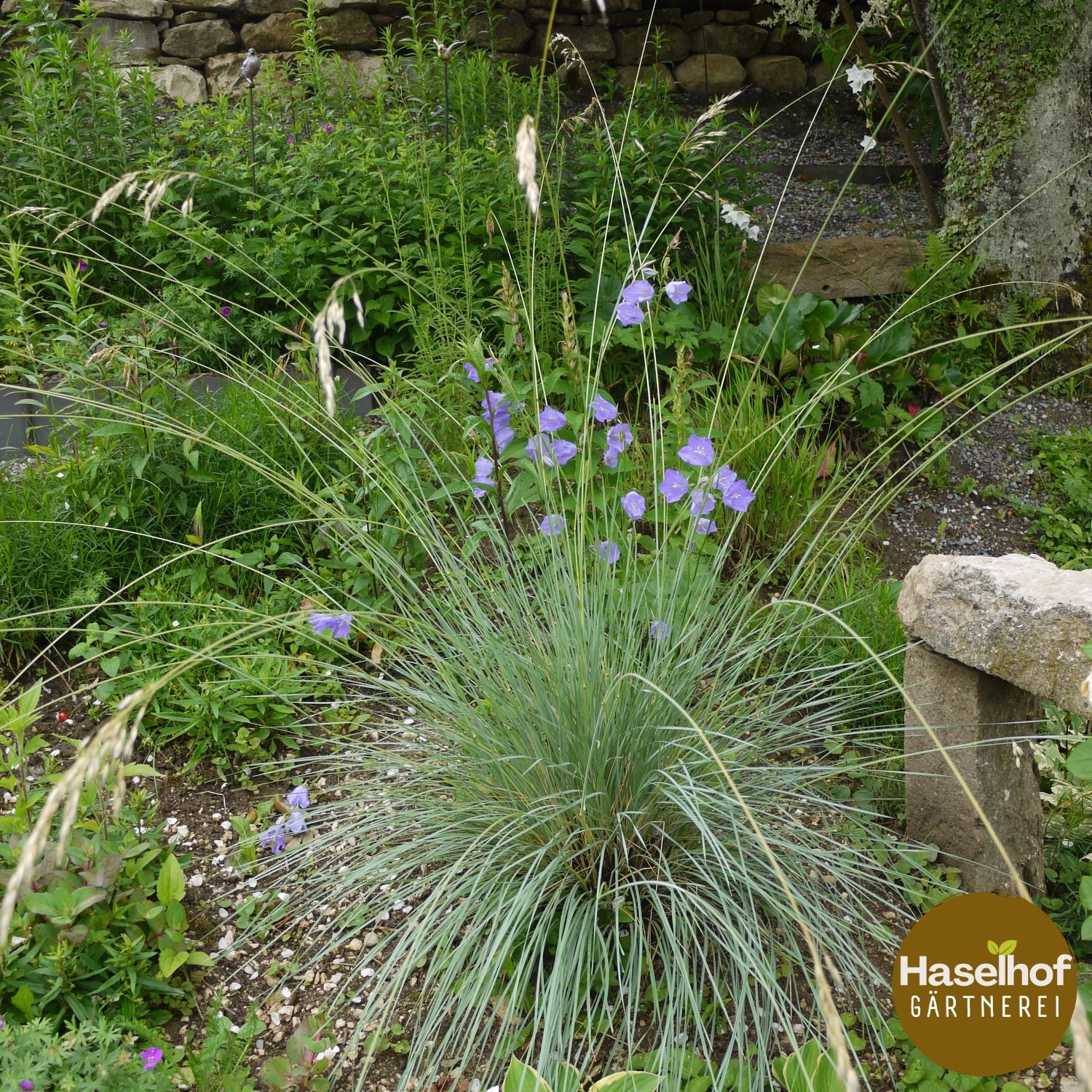 Helictotrichon sempervirens