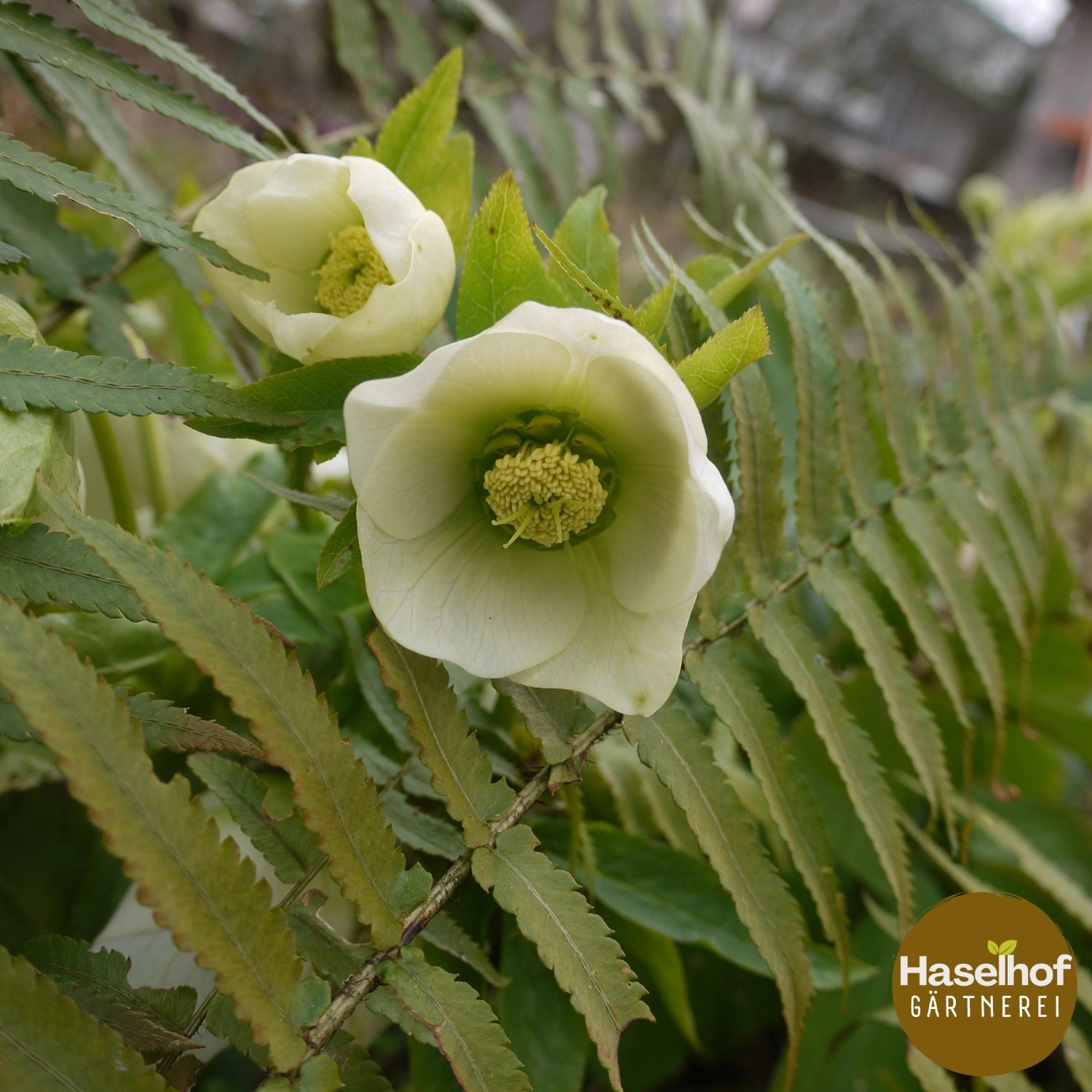 Helleborus orientalis