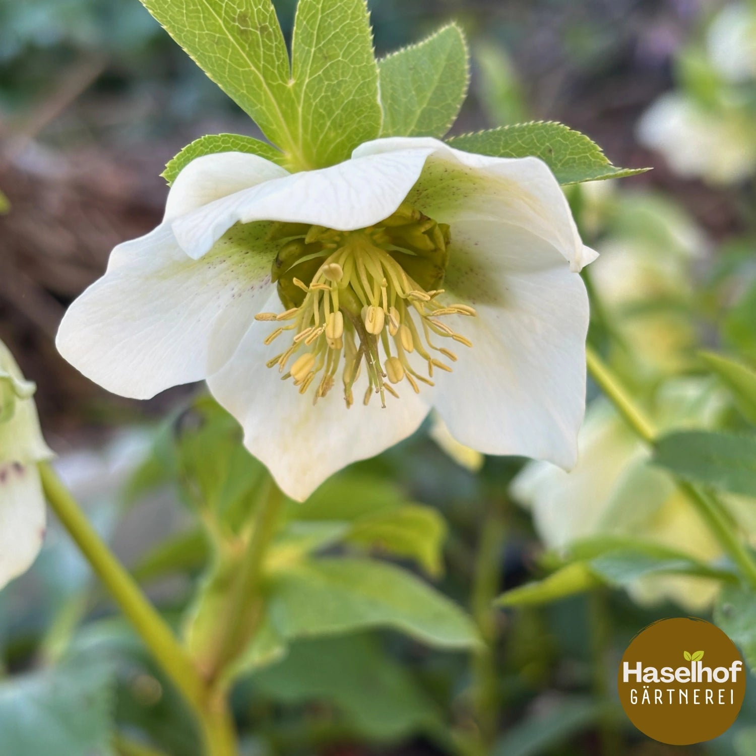 Helleborus orientalis