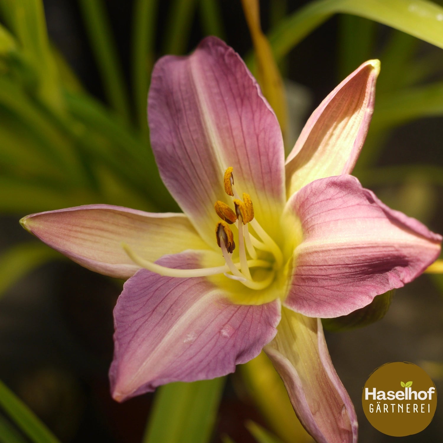 Hemerocallis 'Aschenbrödel'