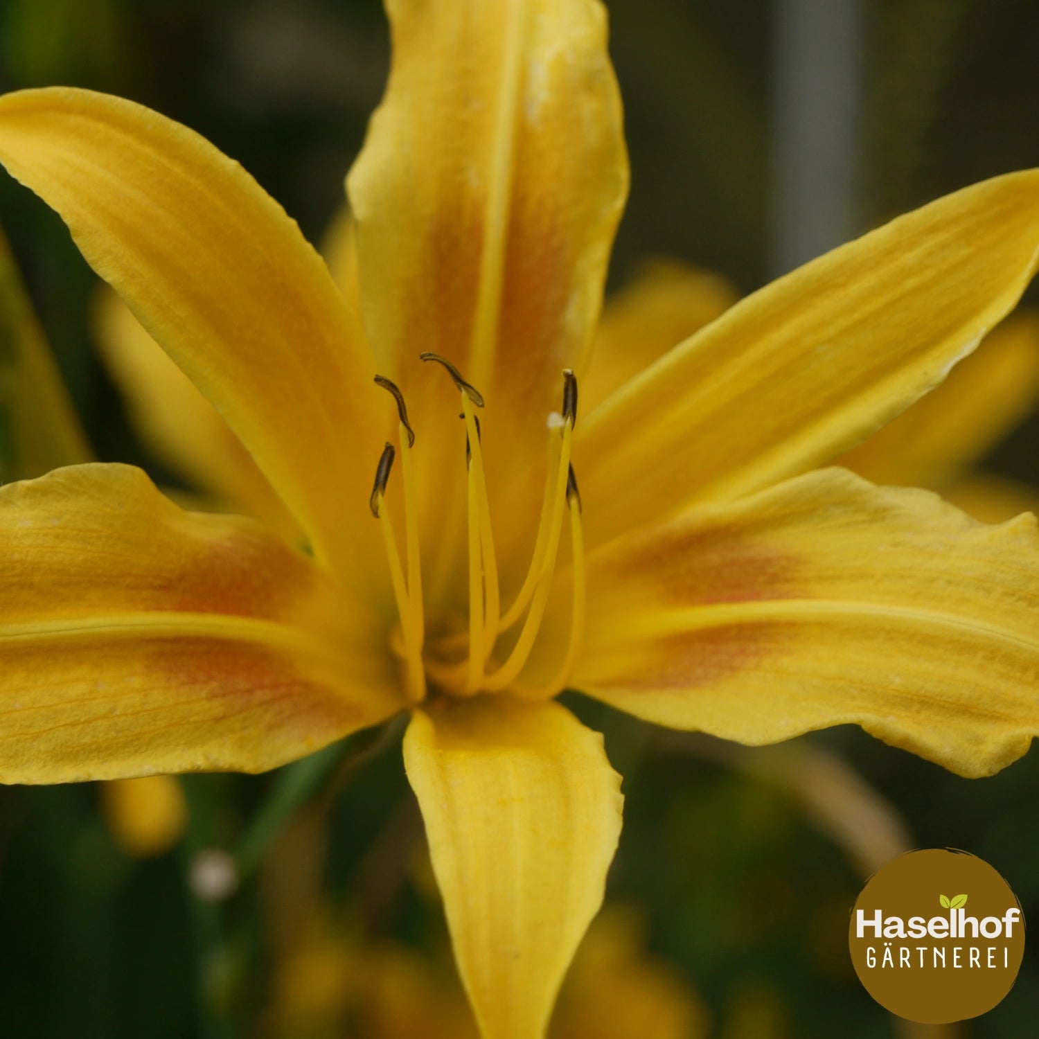 Hemerocallis `Autumn Minarette`