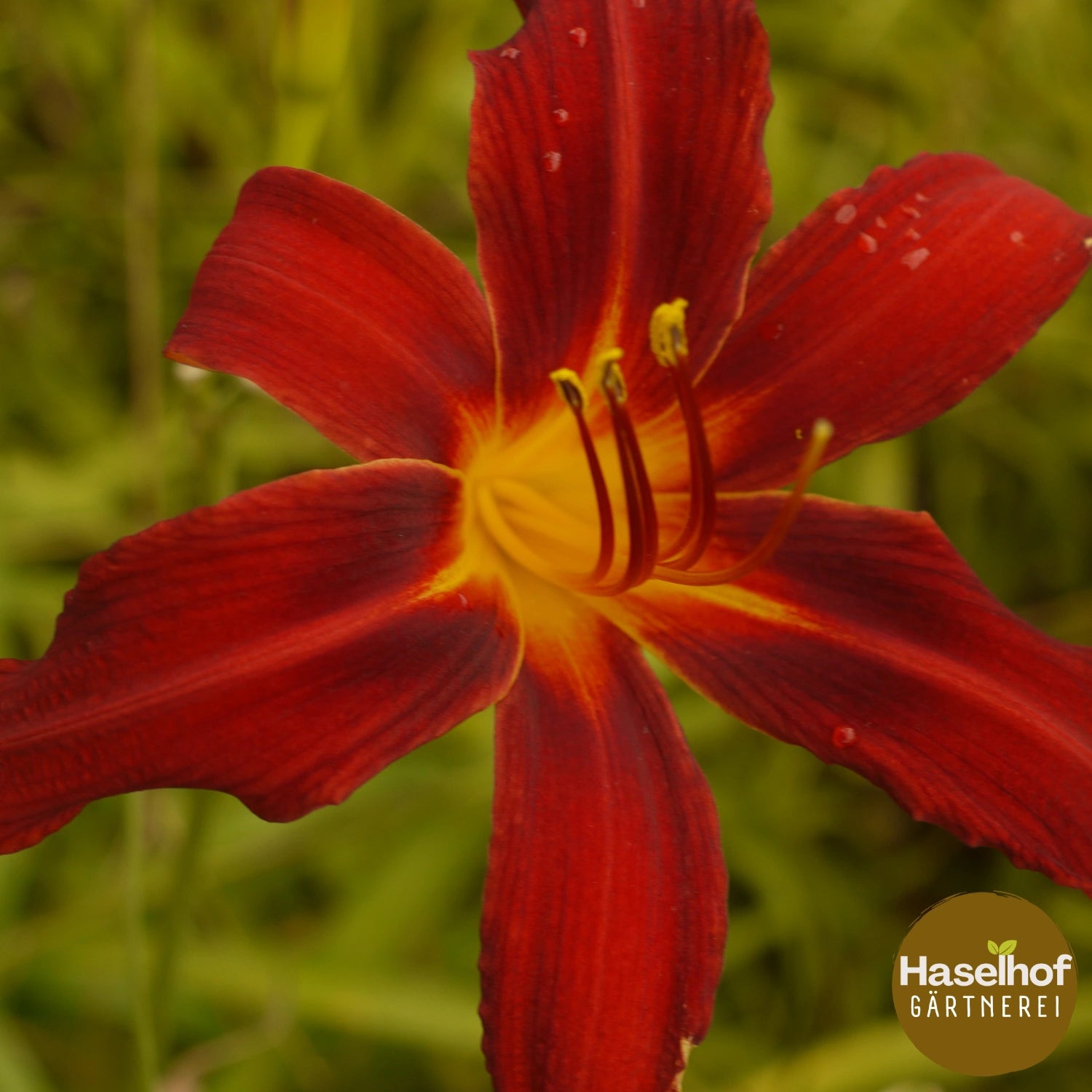 Hemerocallis `Crimson Pirate`